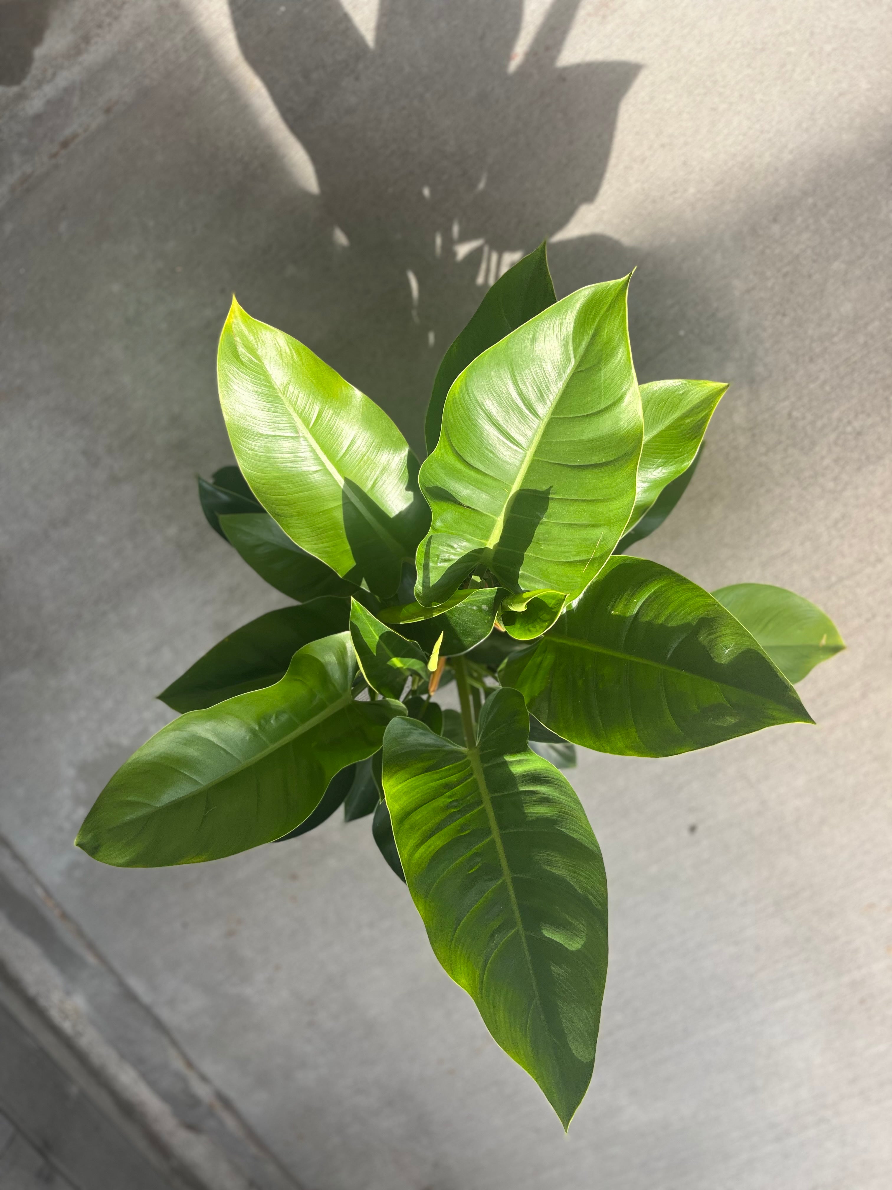 Philodendron, Congo Green
