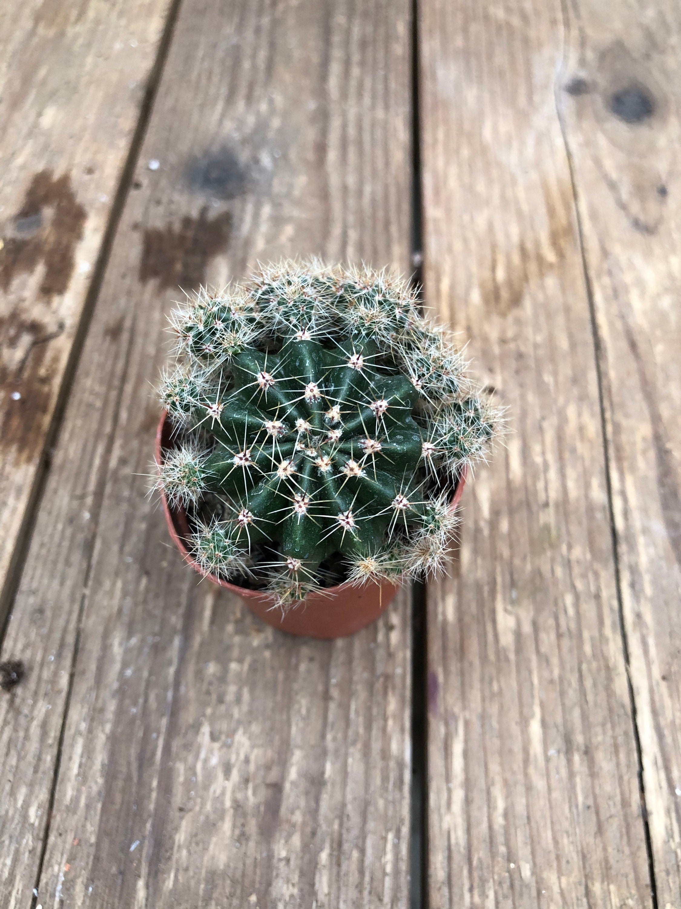 Cactus, Assorted 2”