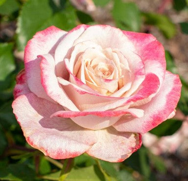 Rose, Pinkerbelle
