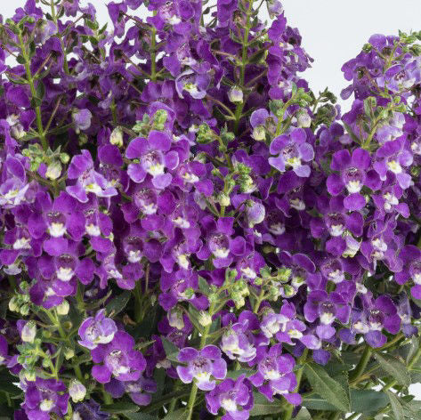 Angelonia Alonia
