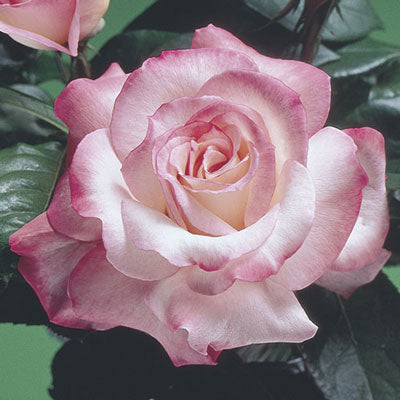 Rose, Secret