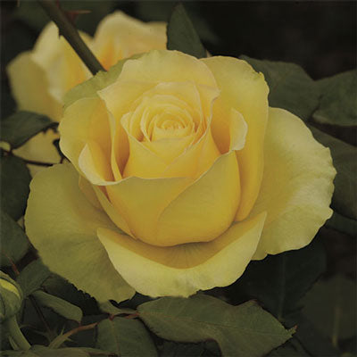 Rose, St. Patrick