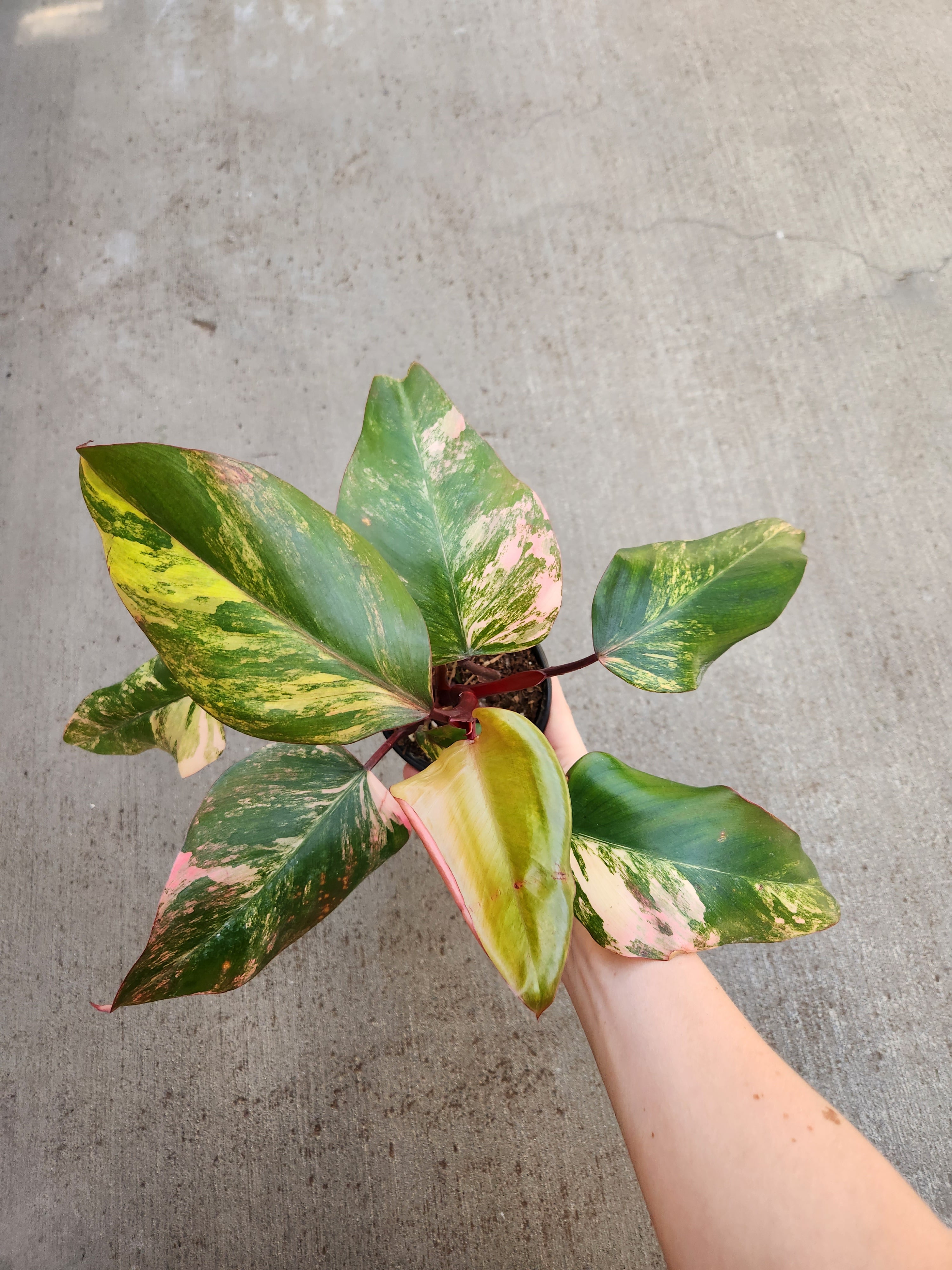 Philodendron, Strawberry Shake