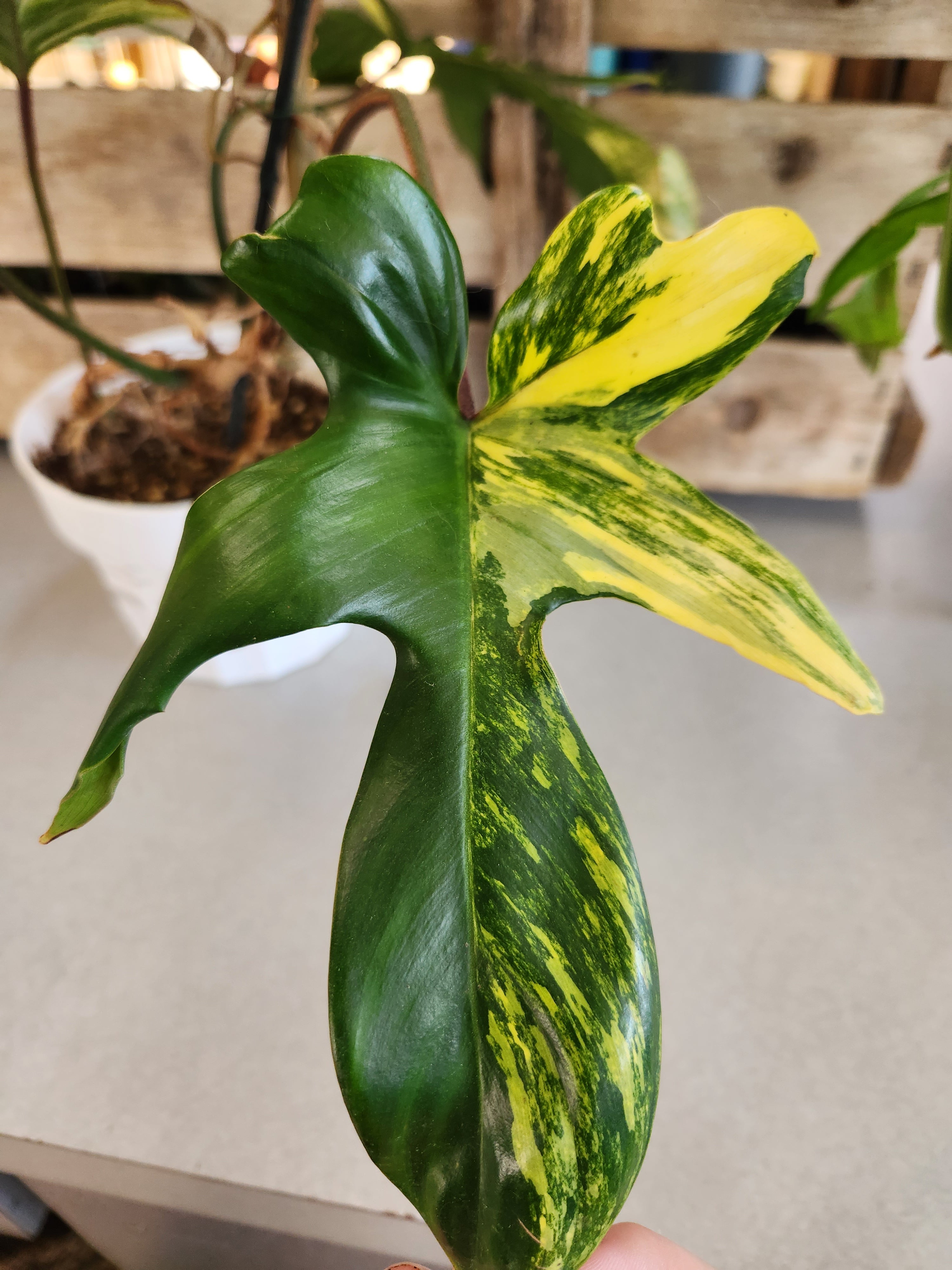 Philodendron, Florida Beauty Variegated