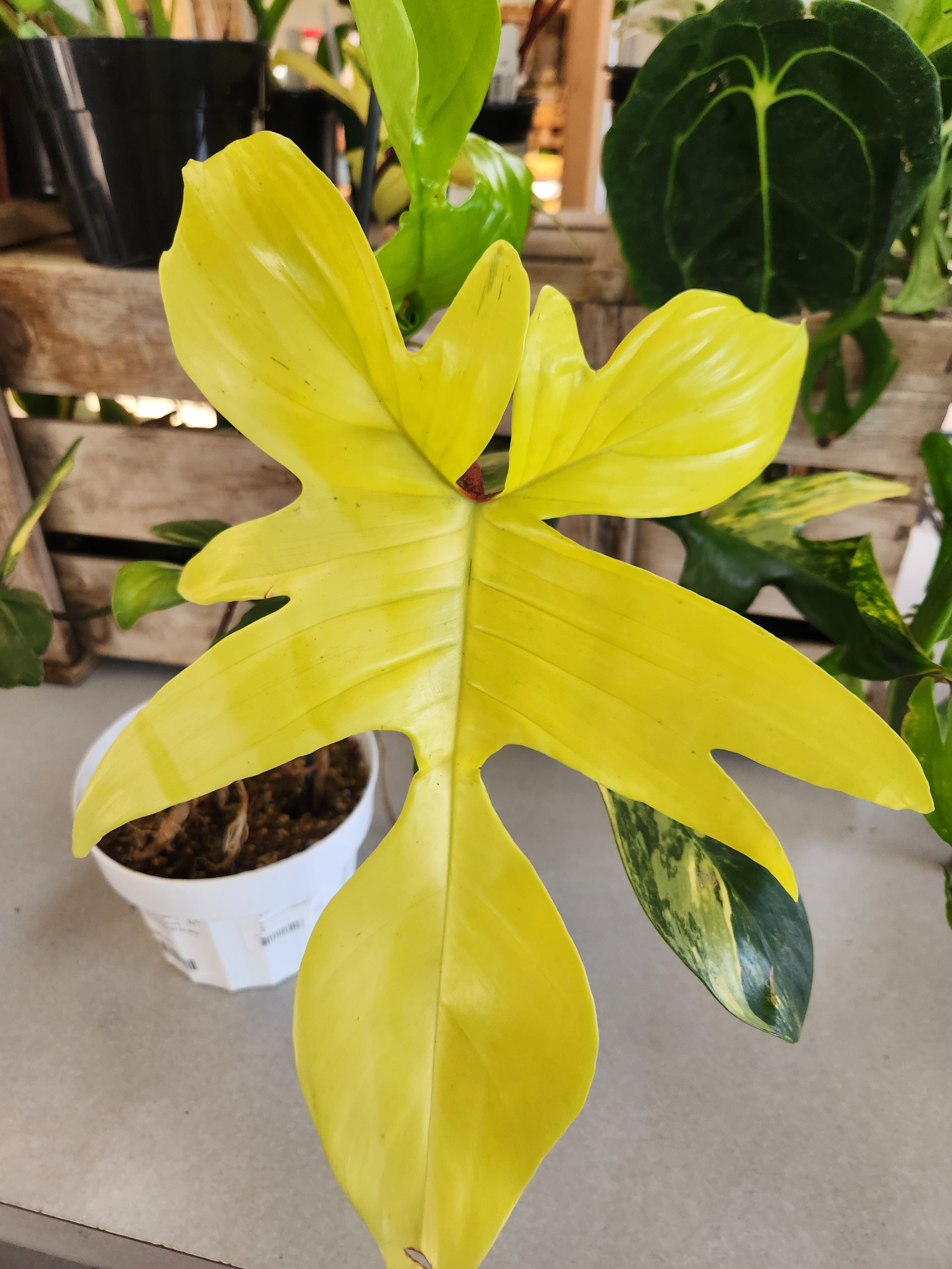 Philodendron, Florida Beauty Variegated