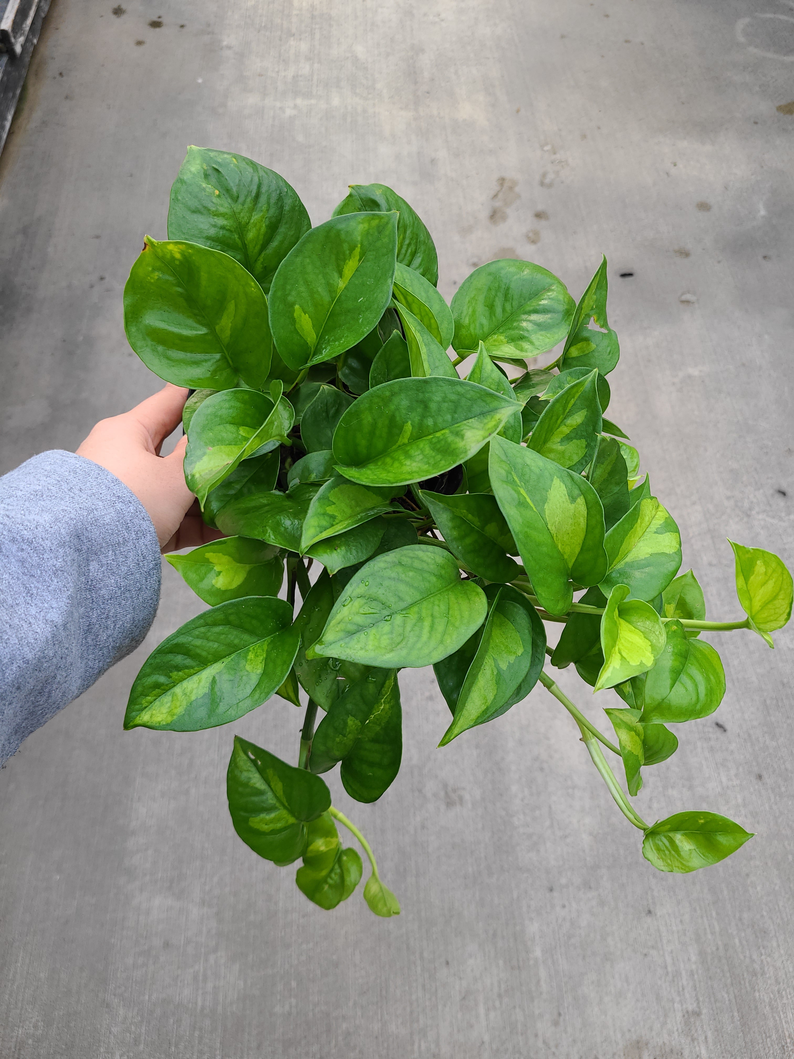 Pothos, Global Green