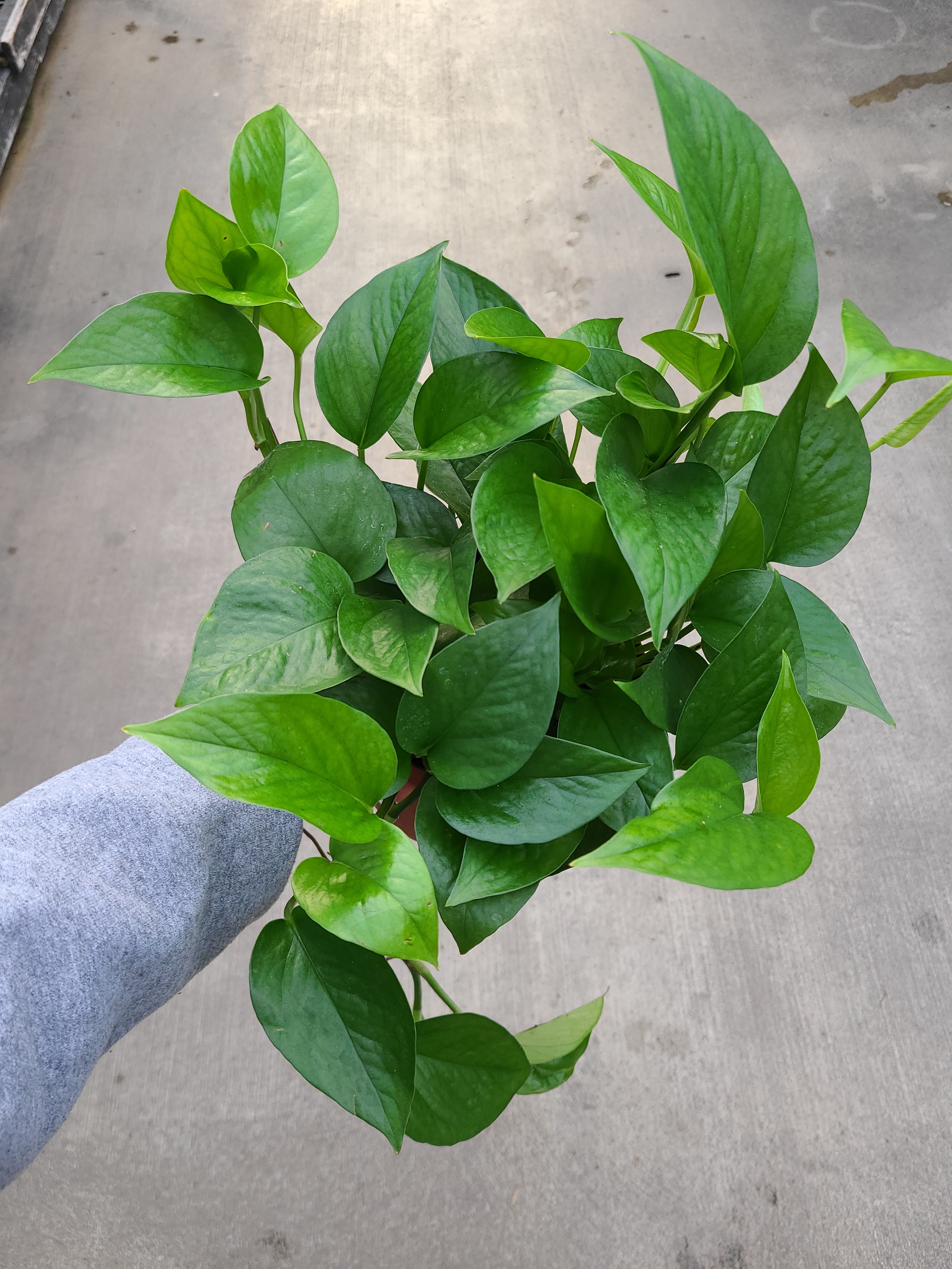plain green pothos Pothos, Green Queen