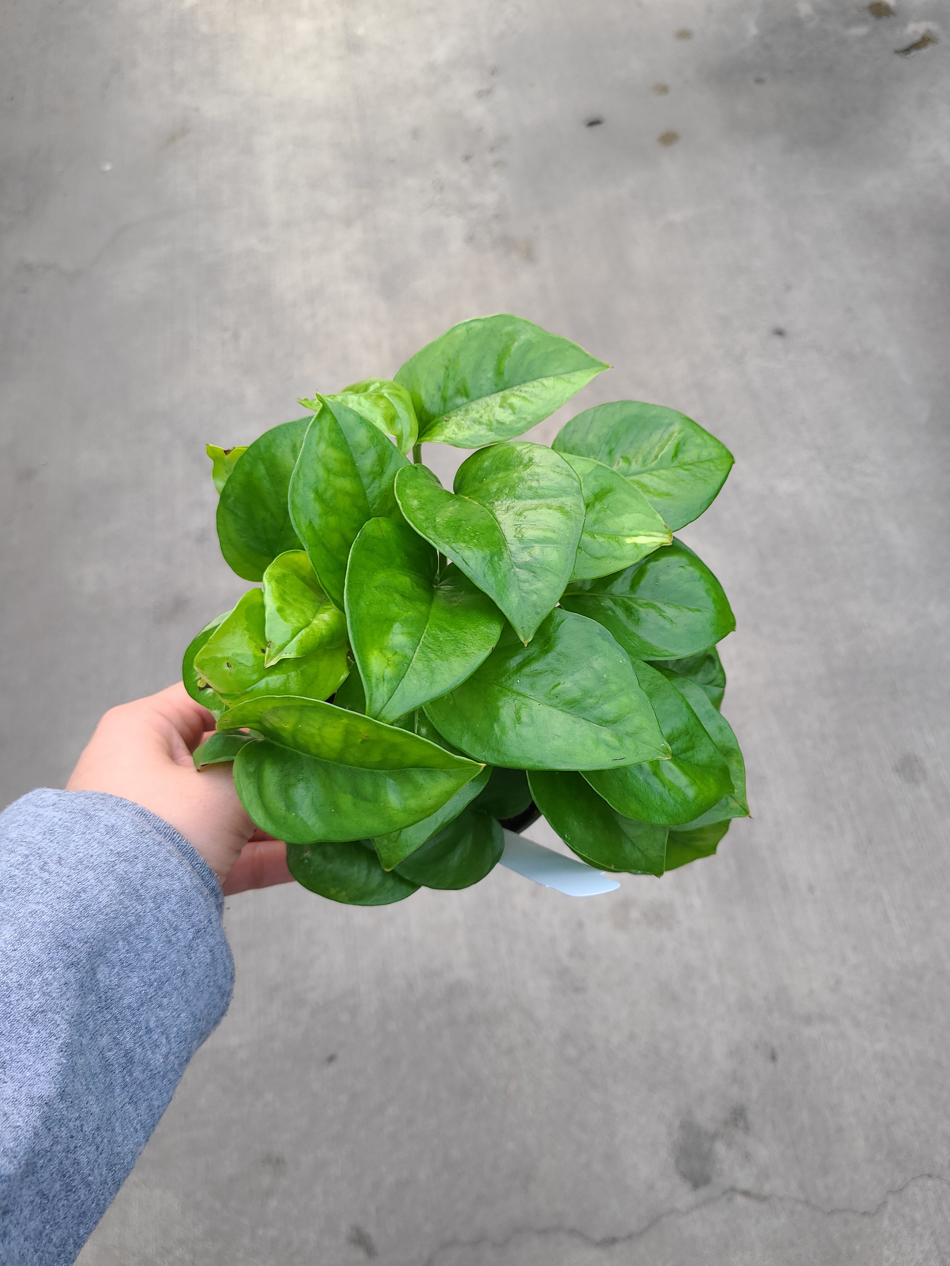 Pothos, Global Green