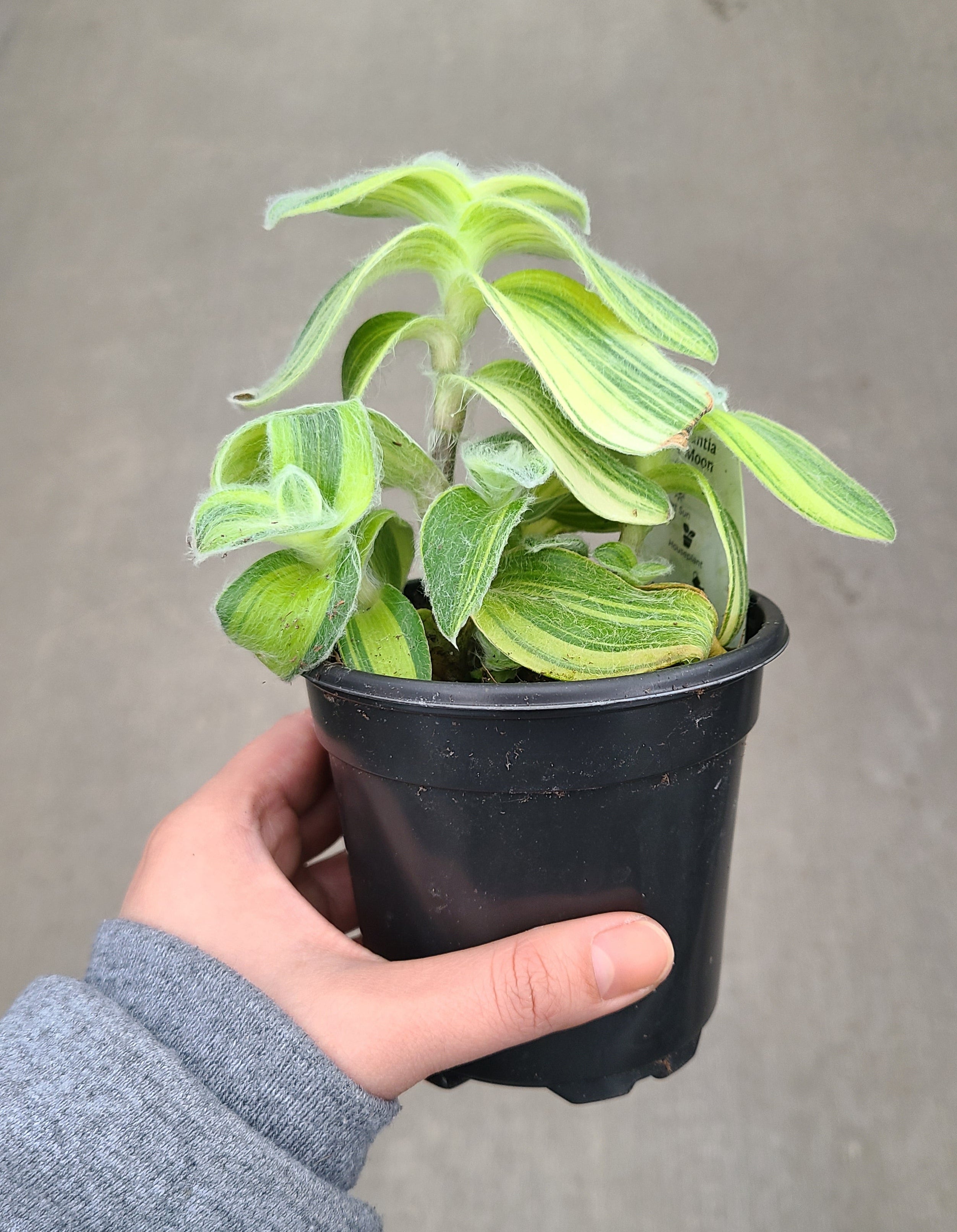 Wandering Jude, Velvet Moon