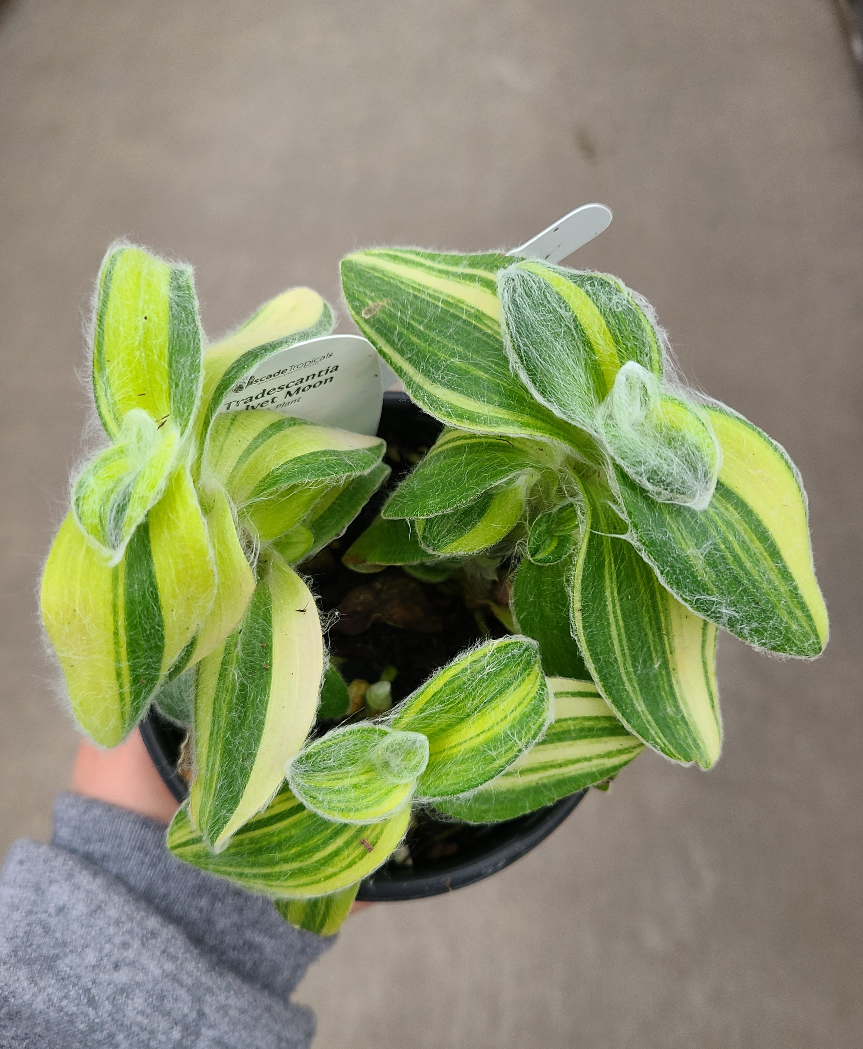 Wandering Jude, Velvet Moon