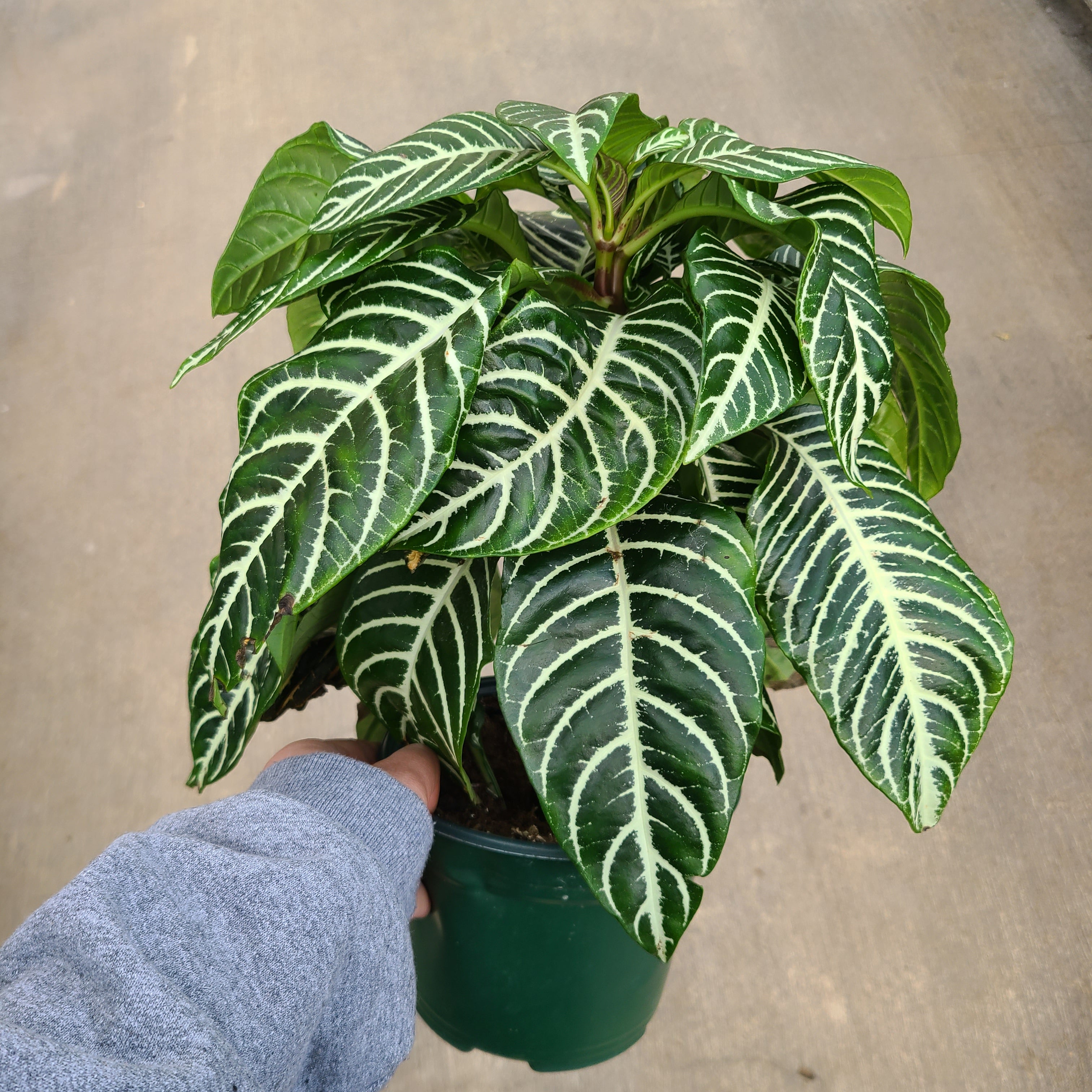 Zebra Plant