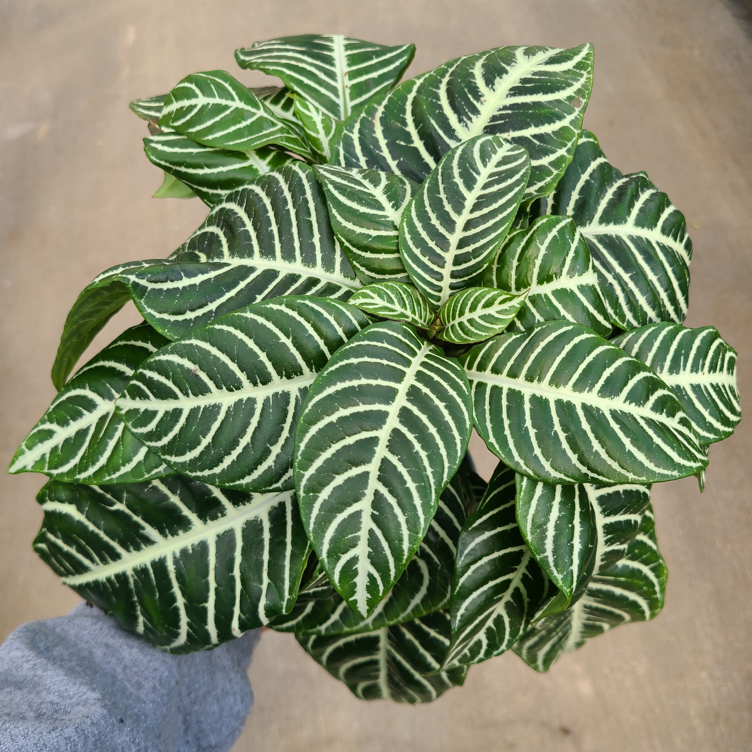Zebra Plant