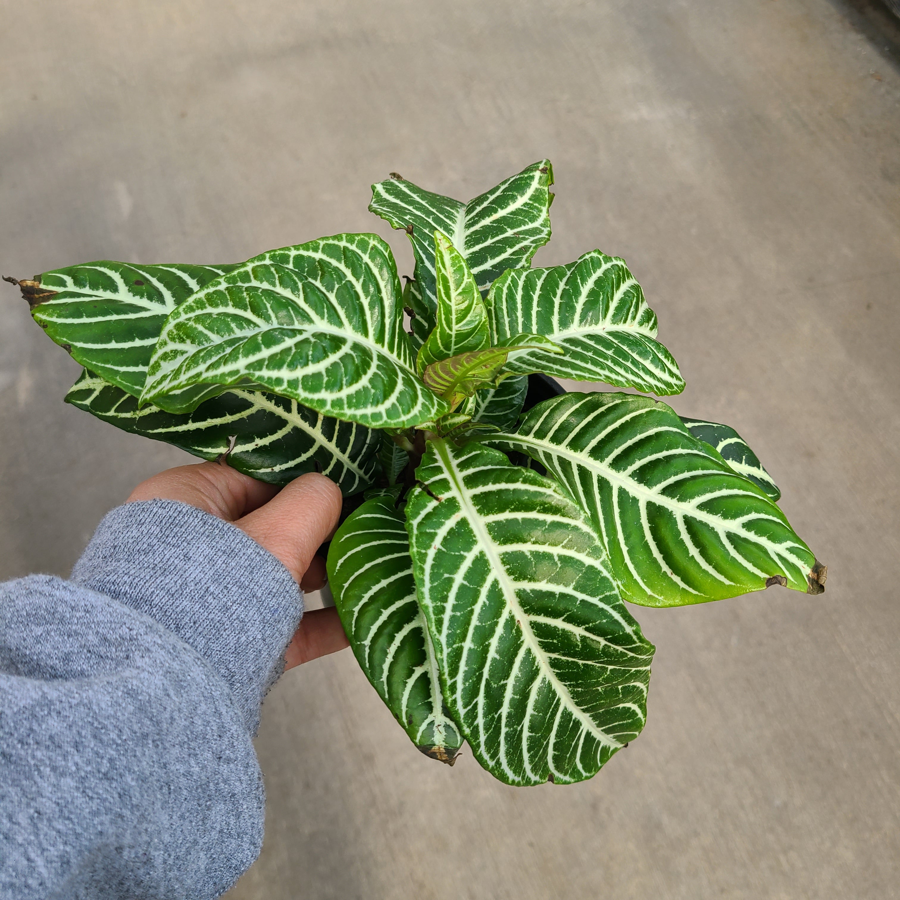 Zebra Plant