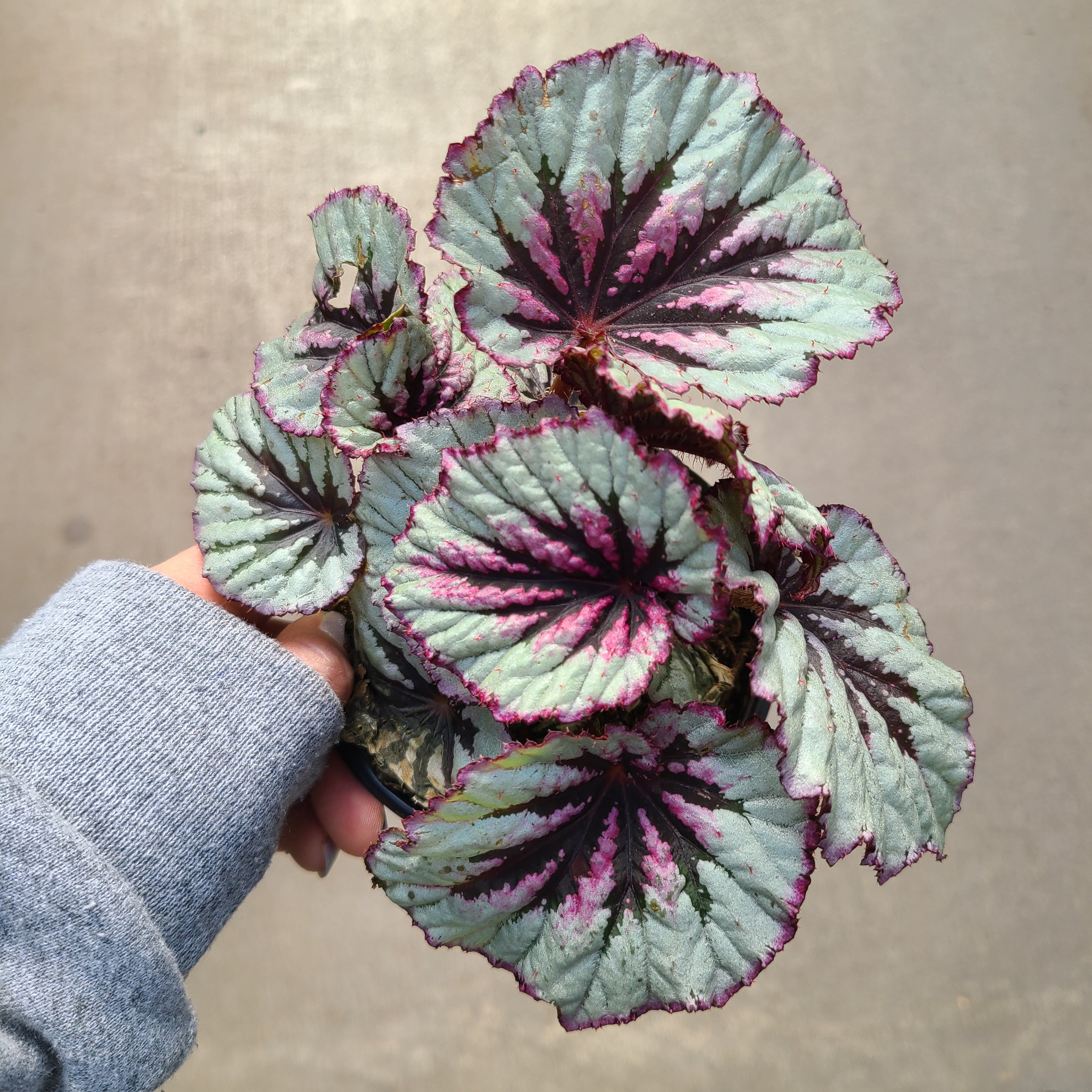 Begonia, Macarena