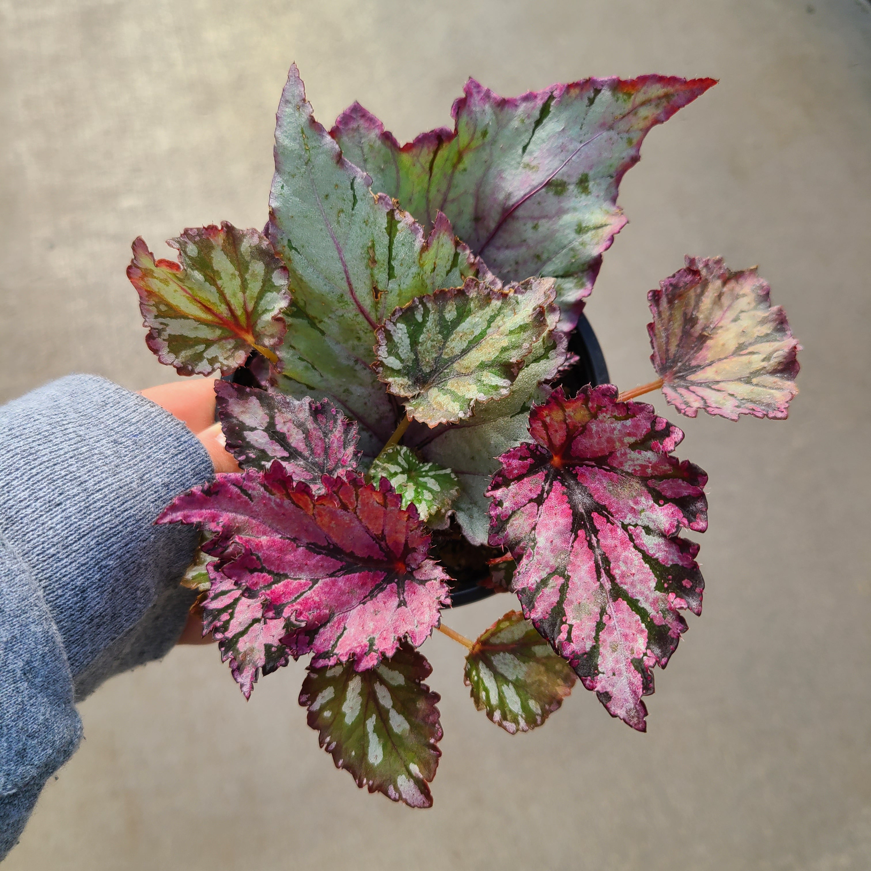 Begonia, Macarena