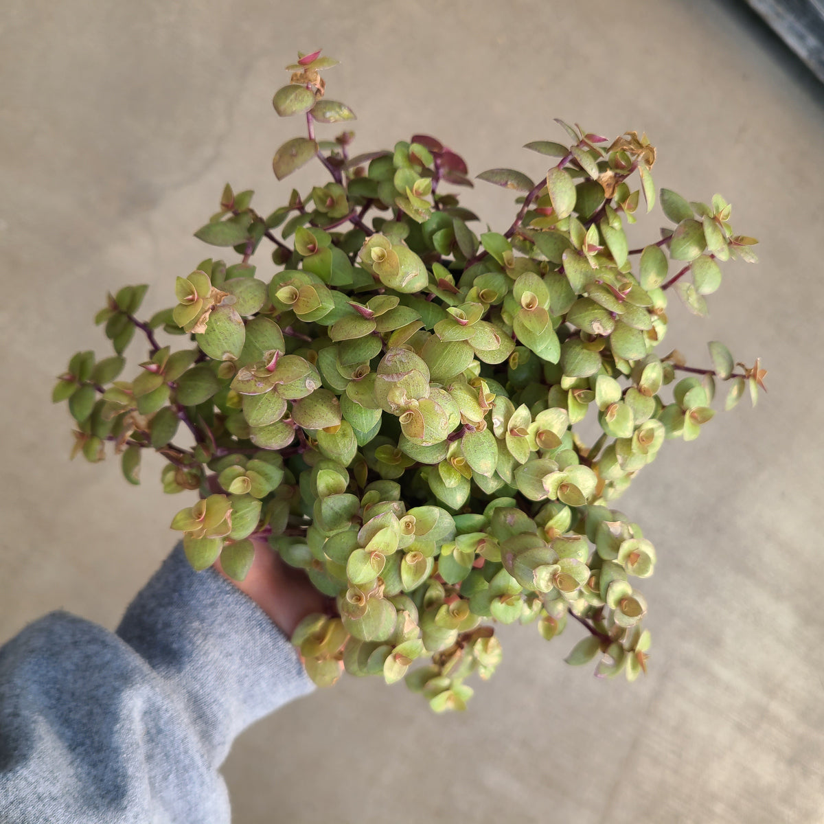 succulent turtle vine Callisia, Turtle Vine — Ritters Garden and Gift