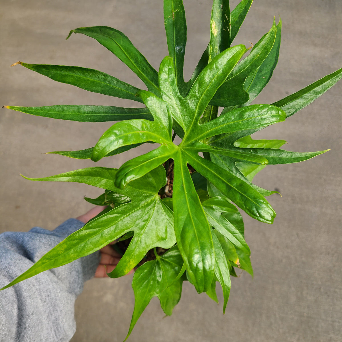anthurium pedatoradiatum 'fingers' care Anthurium, Fingers — Ritters Garden and Gift