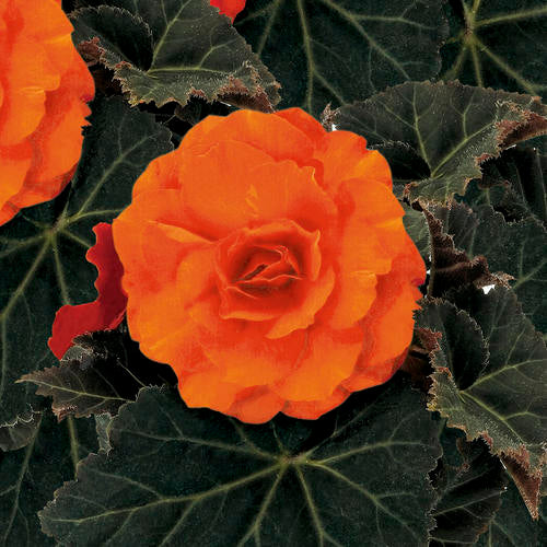 Begonia