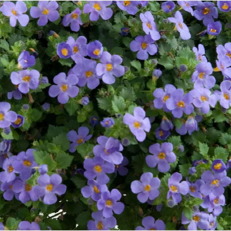 Bacopa