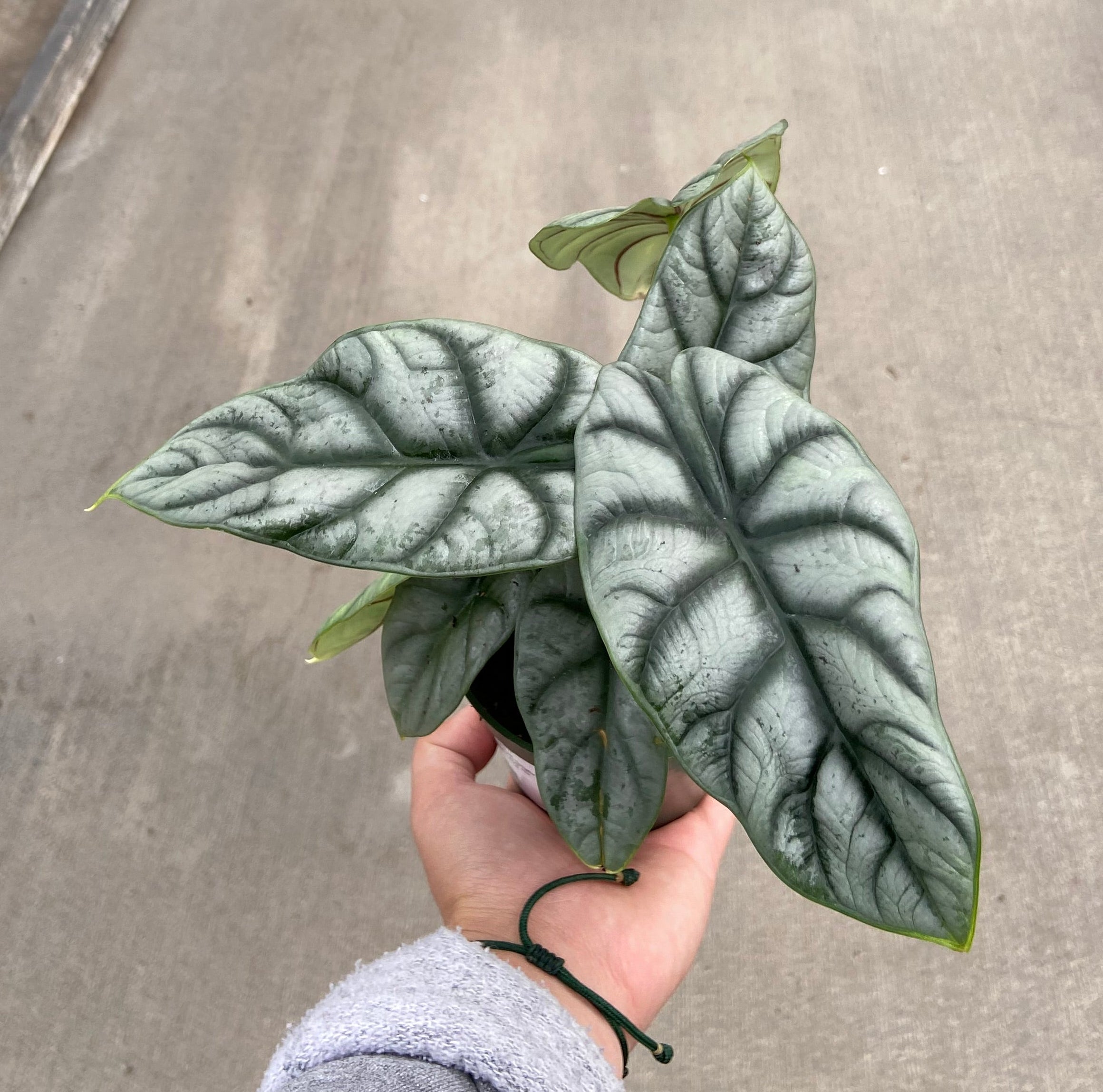Alocasia, Silver Dragon