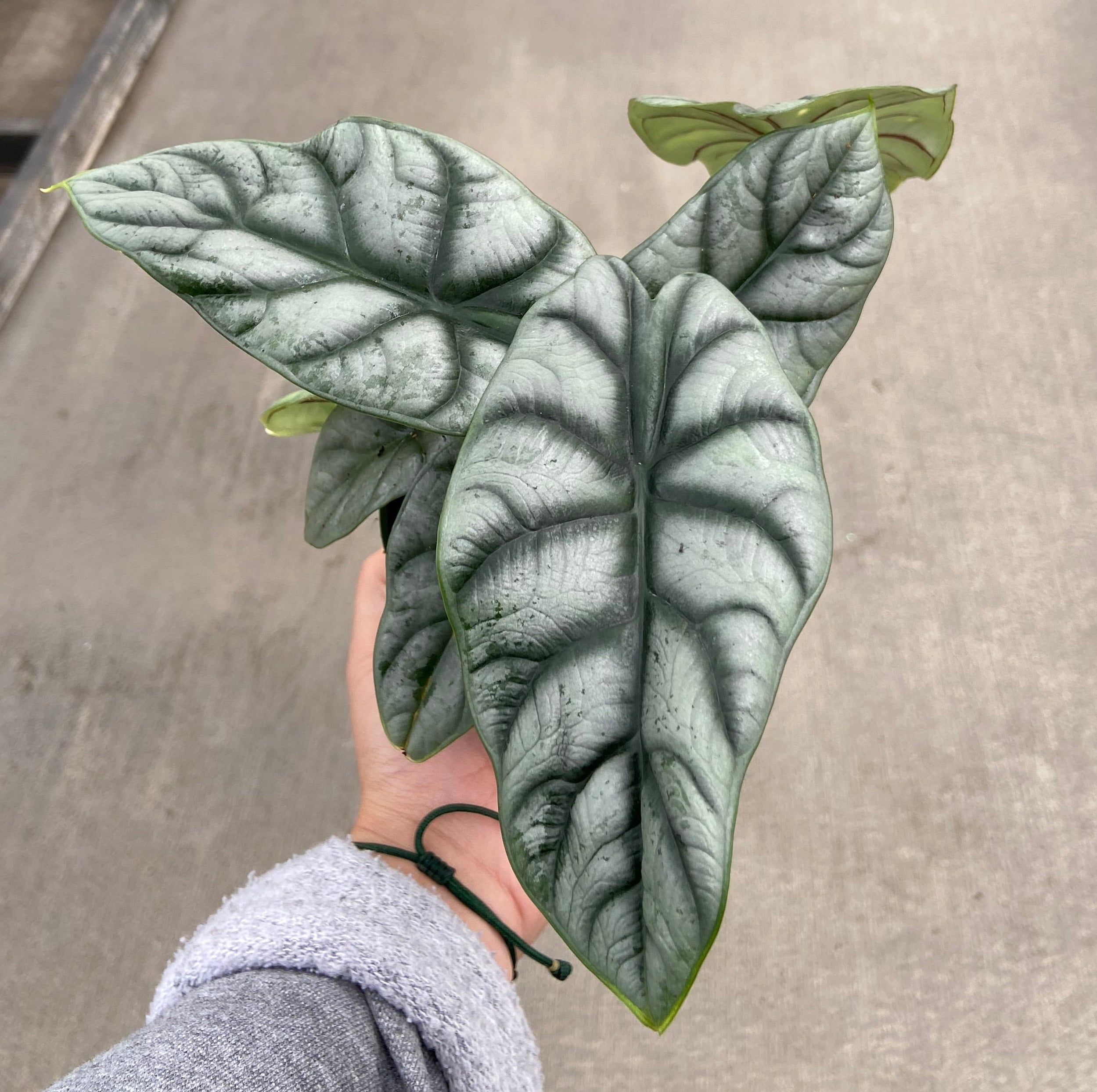 Alocasia, Silver Dragon
