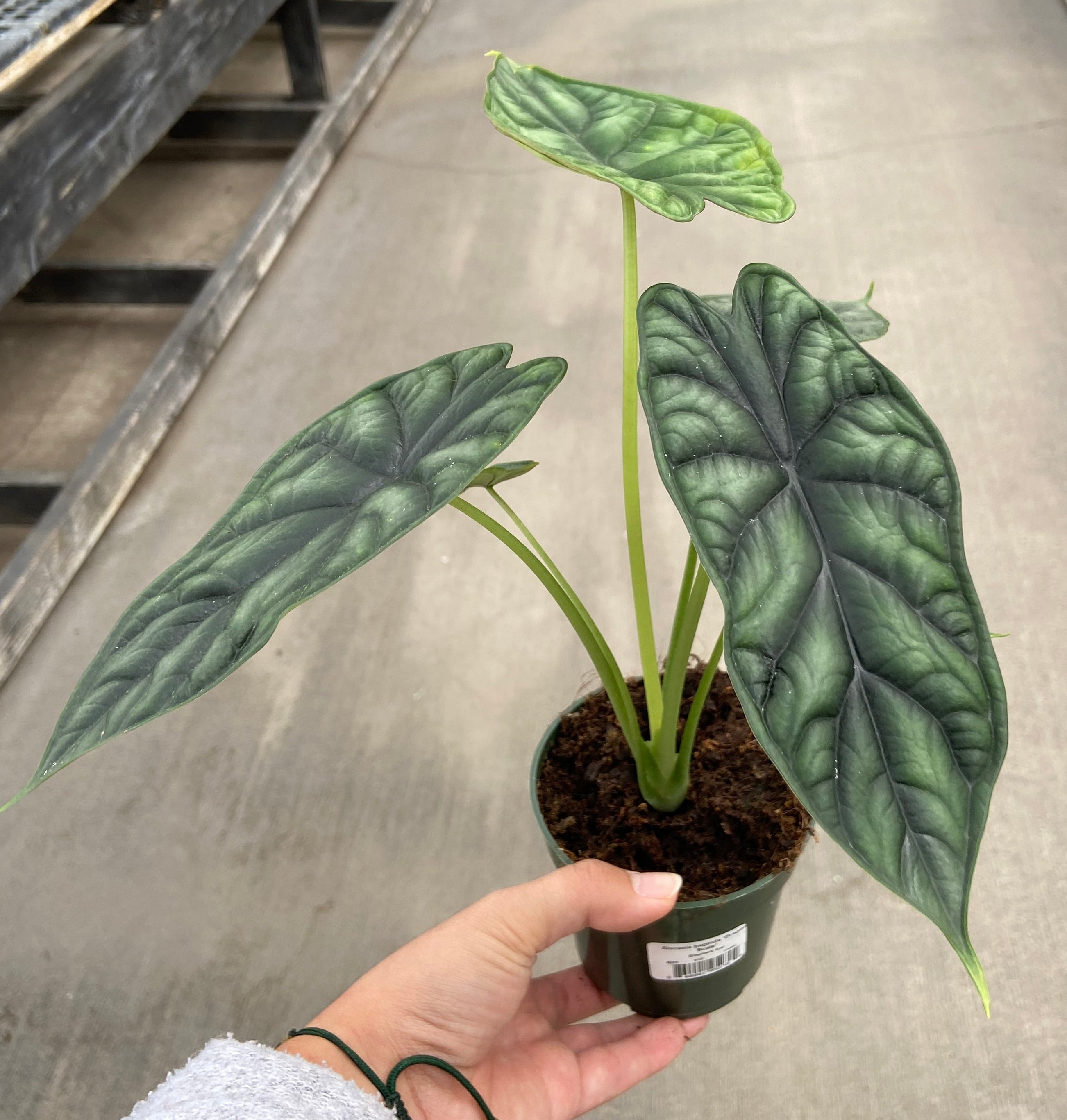 Alocasia, Dragon Scale