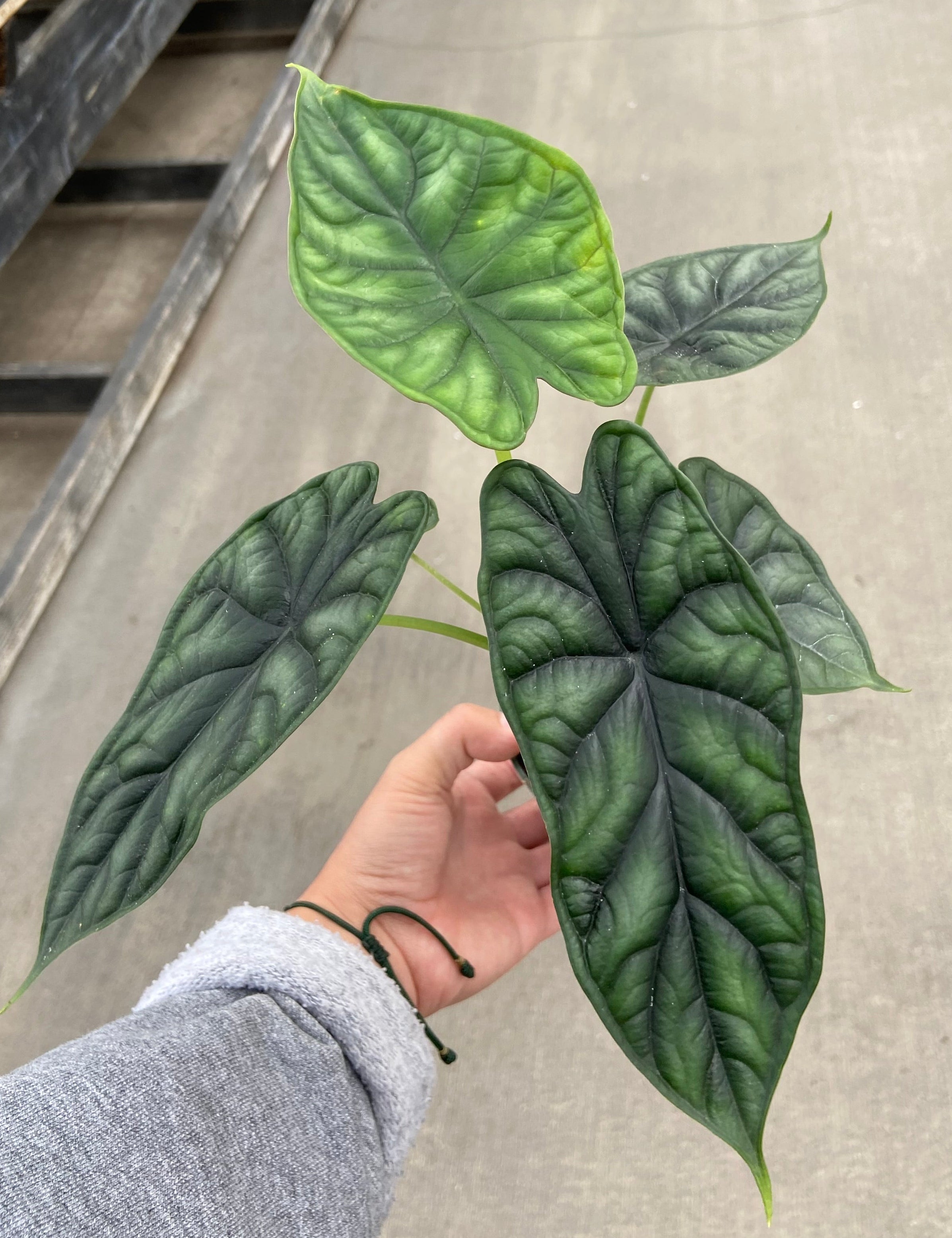 Alocasia, Dragon Scale