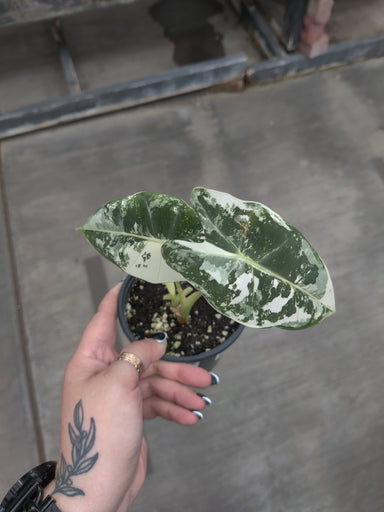 Alocasia, Frydek Variegated