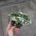 Alocasia, Frydek Variegated