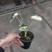 Person holding a small potted plant with white and green leaves on a concrete floor.