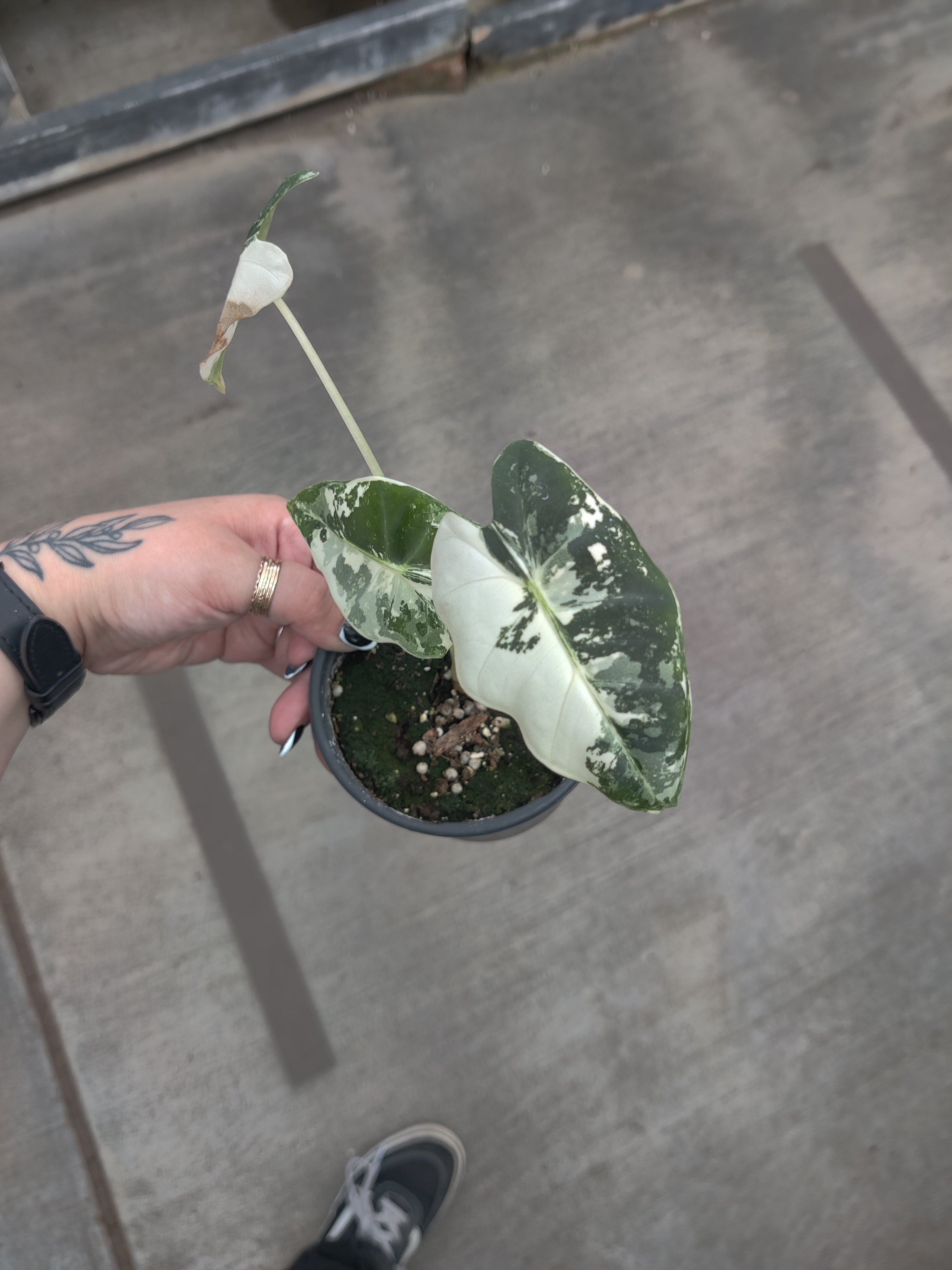 Alocasia, Frydek