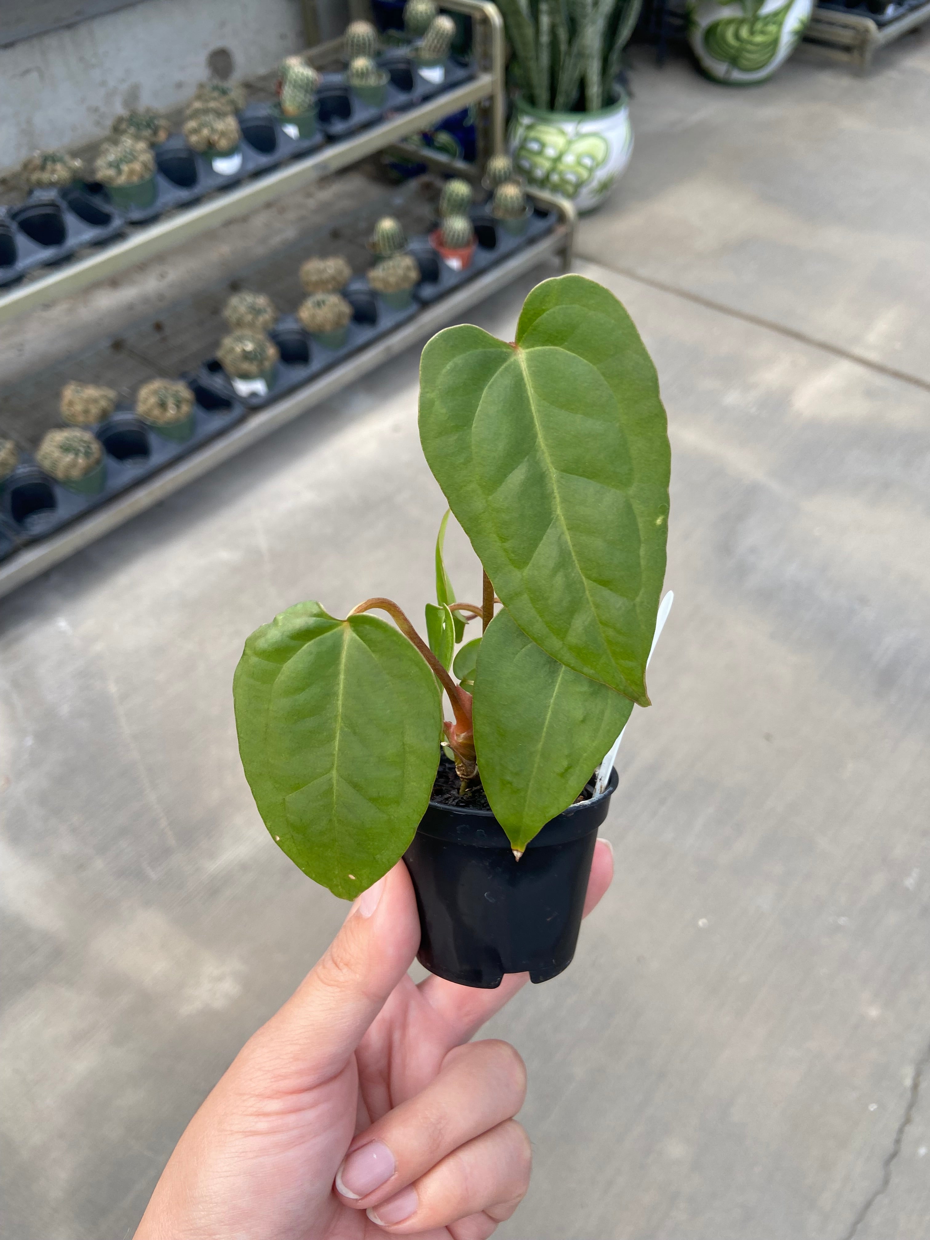 Anthurium, Ace of Spades