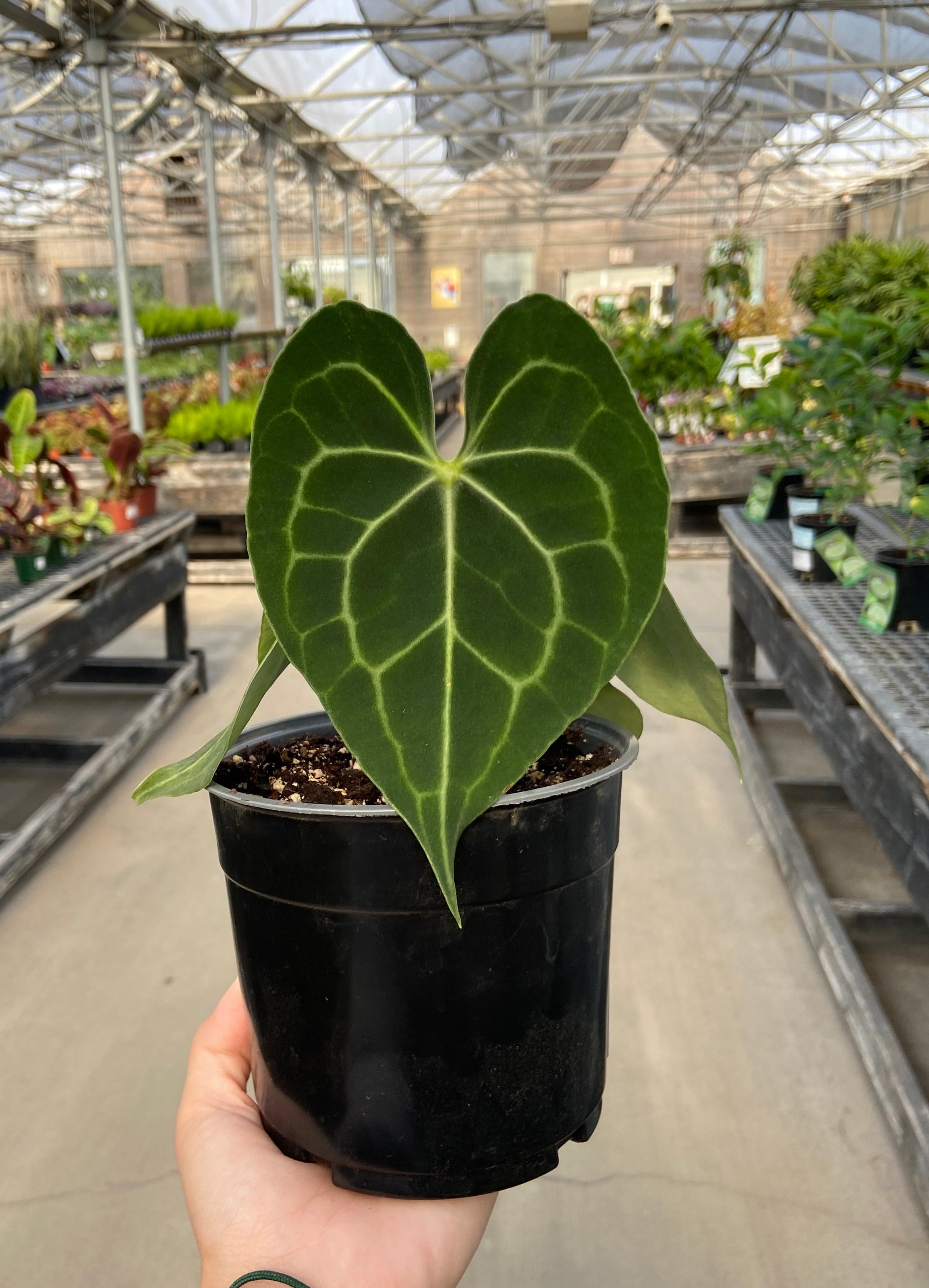 Anthurium, Clarinervium