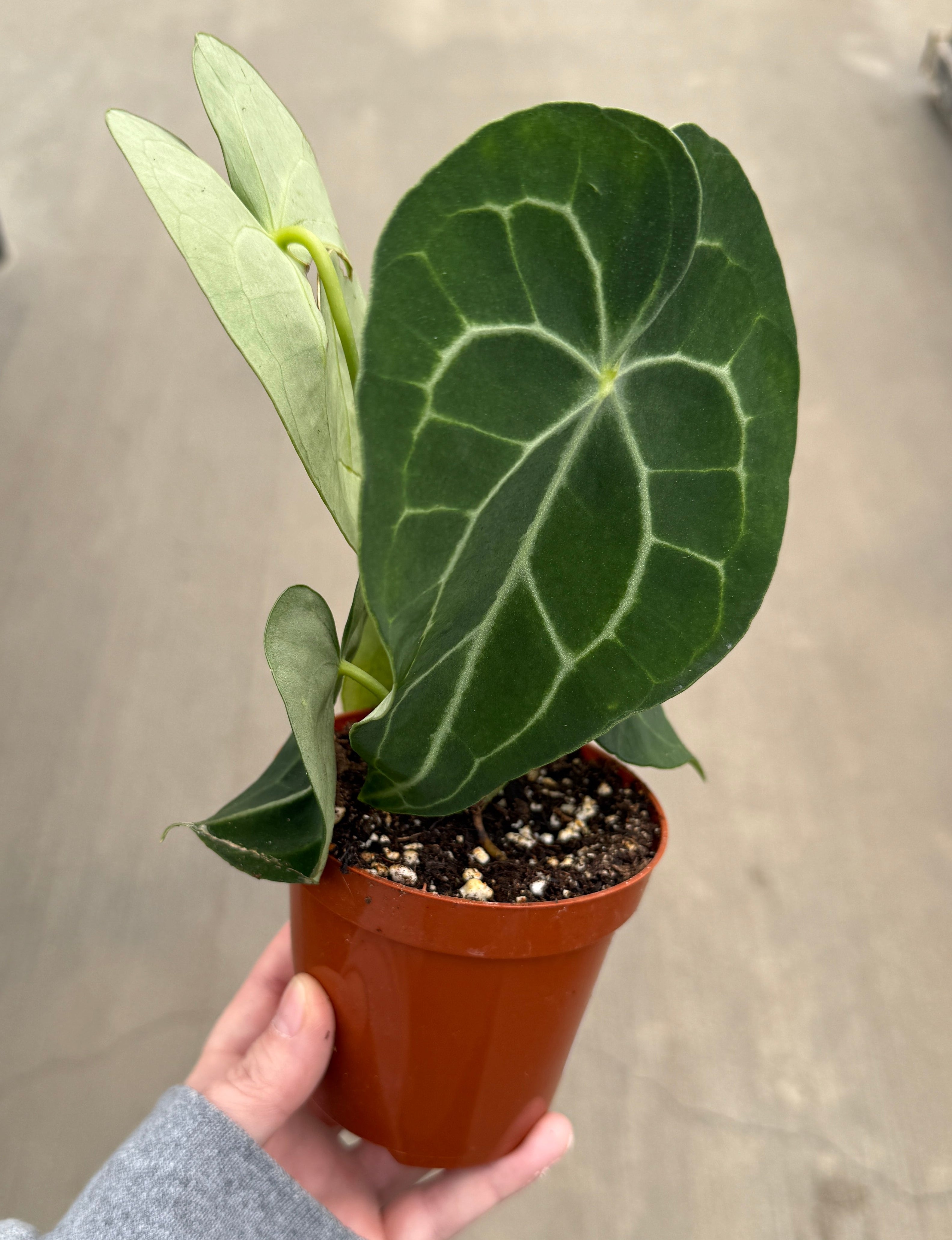 Anthurium, Clarinervium