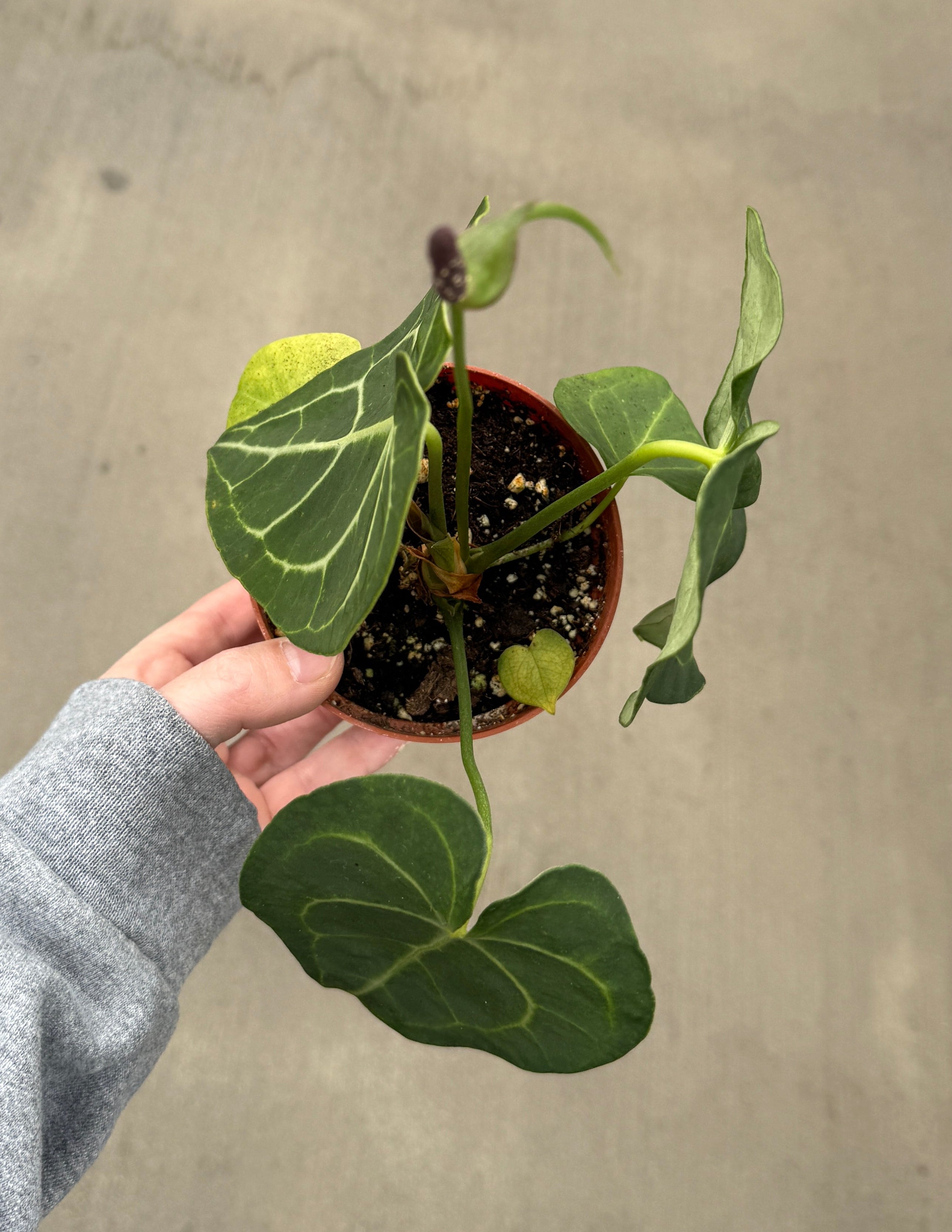 Anthurium, Clarinervium