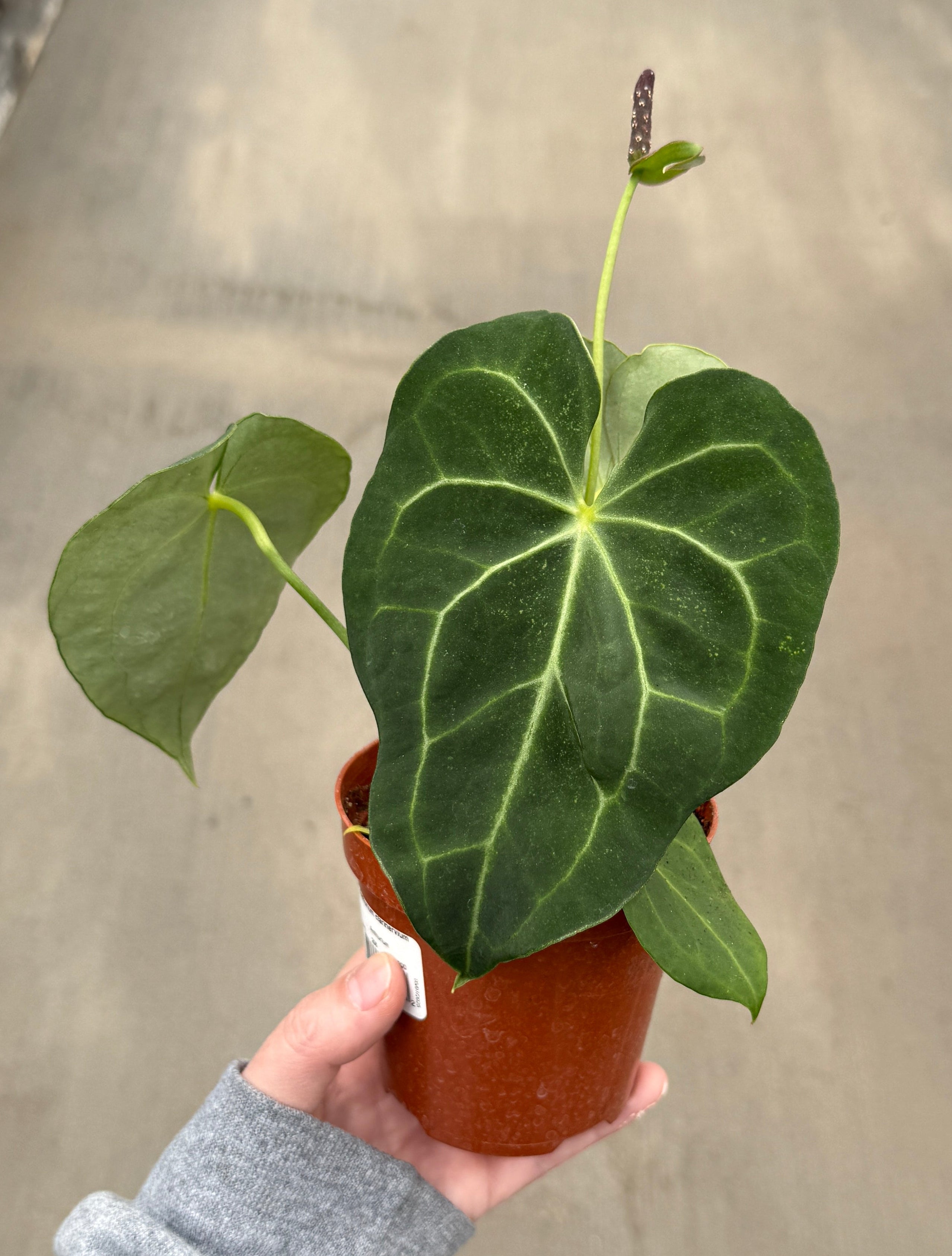 Anthurium, Clarinervium