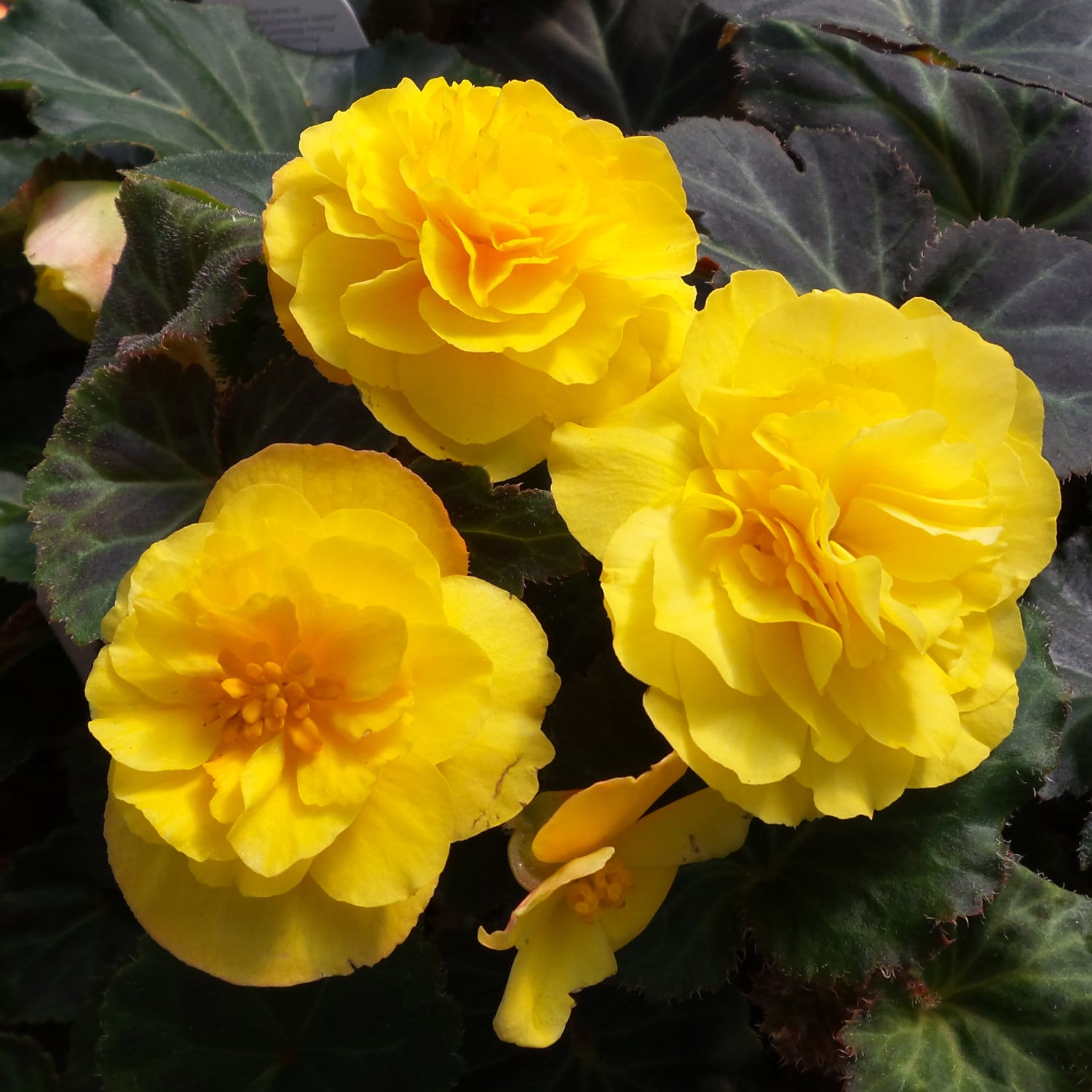 Begonia