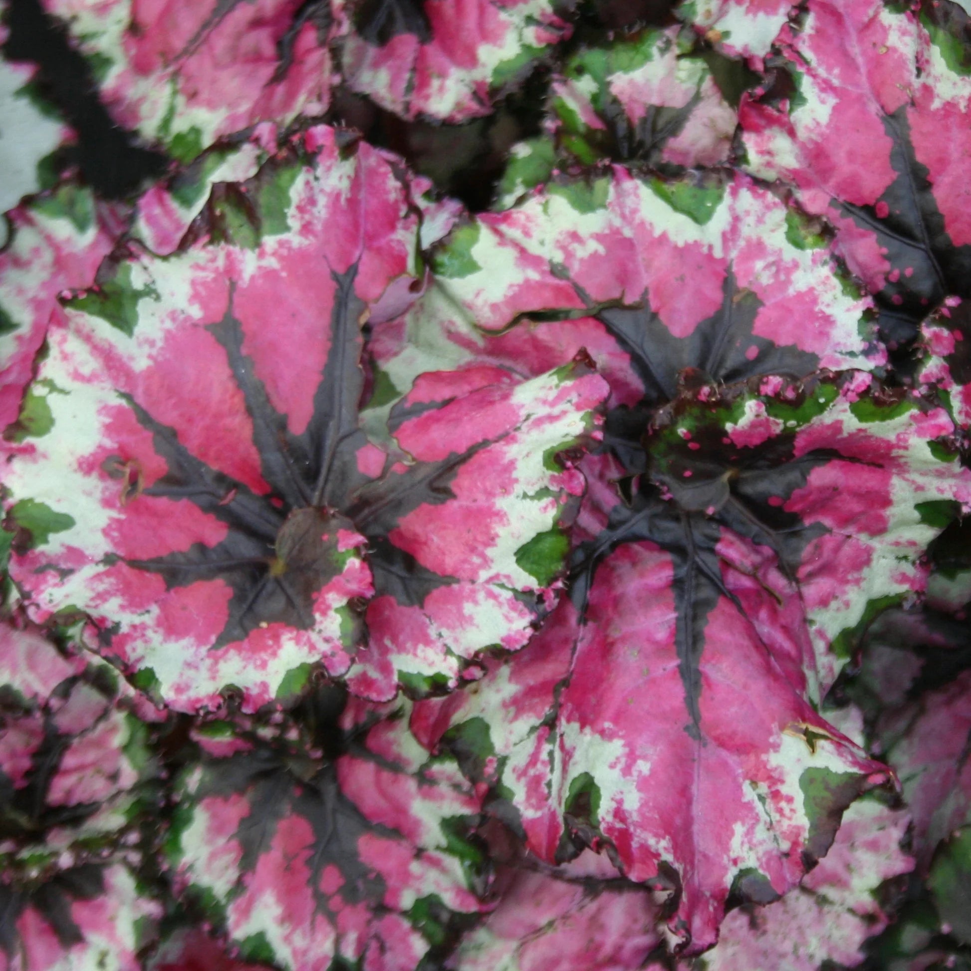 Begonia