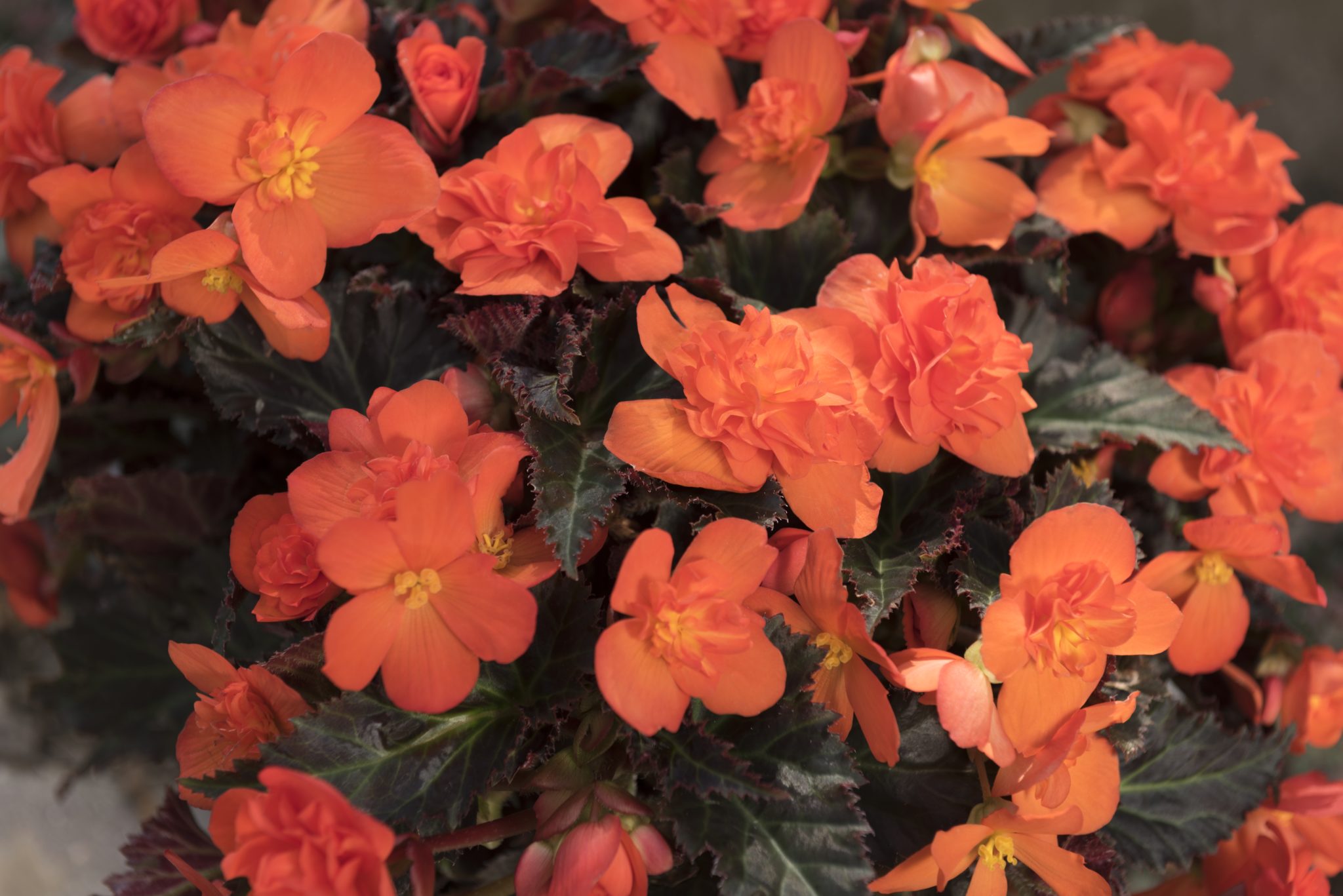 Begonia