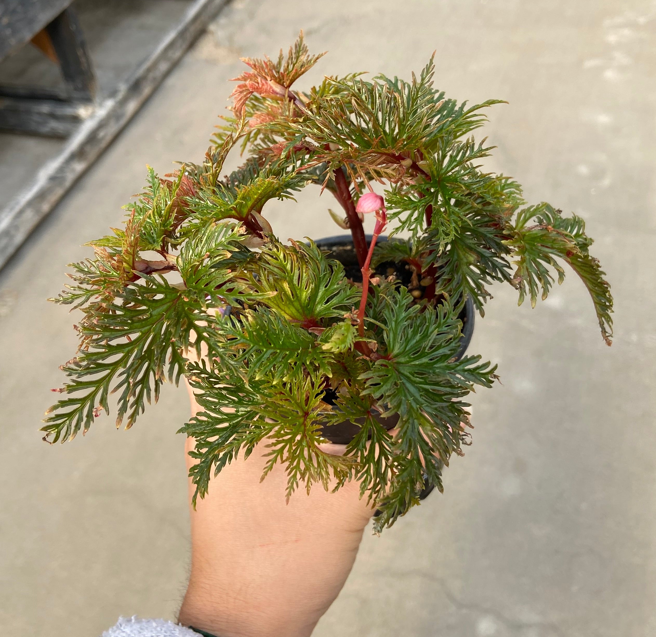 Begonia, Bipinnatifida