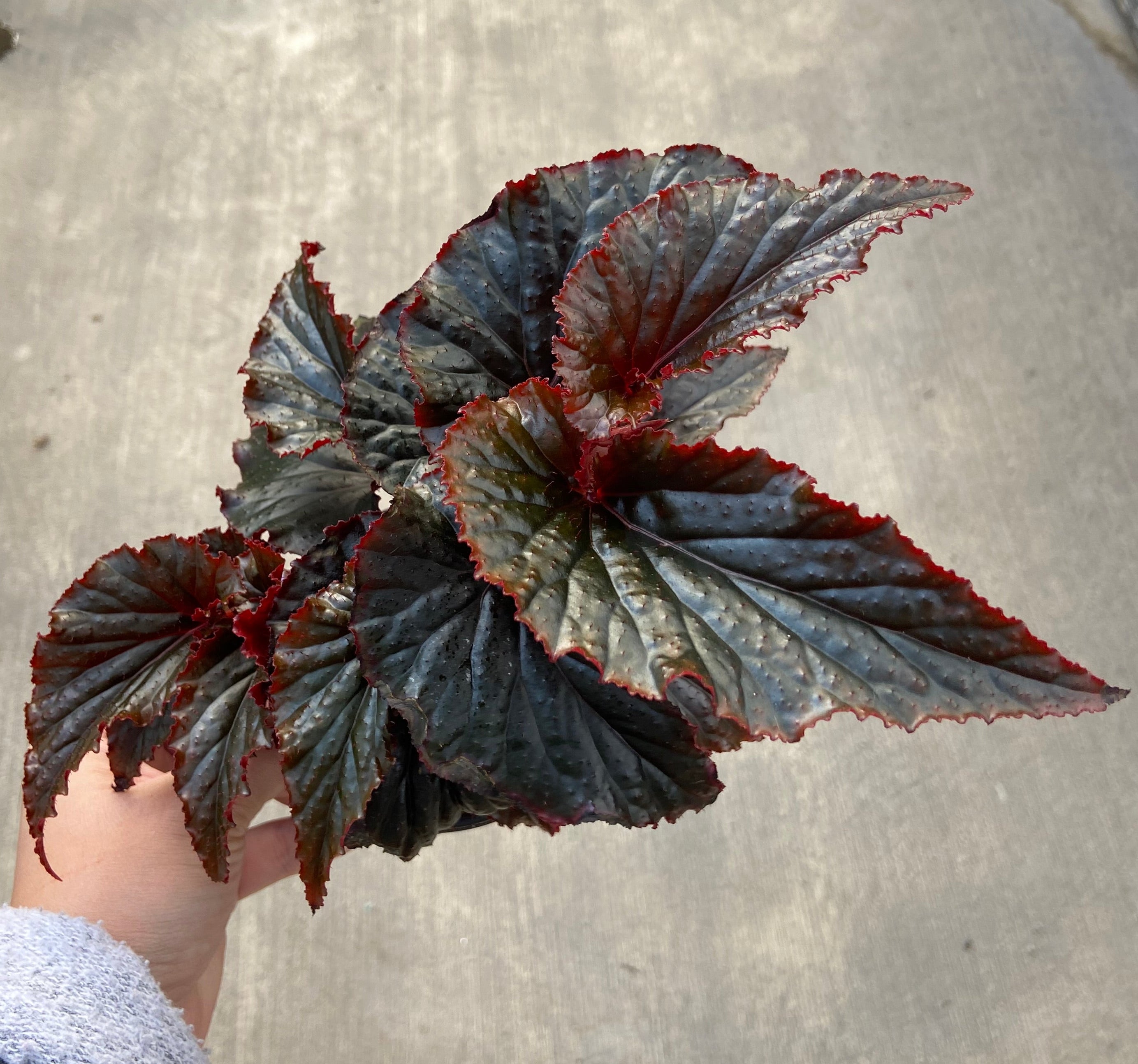 Begonia, Black Magic