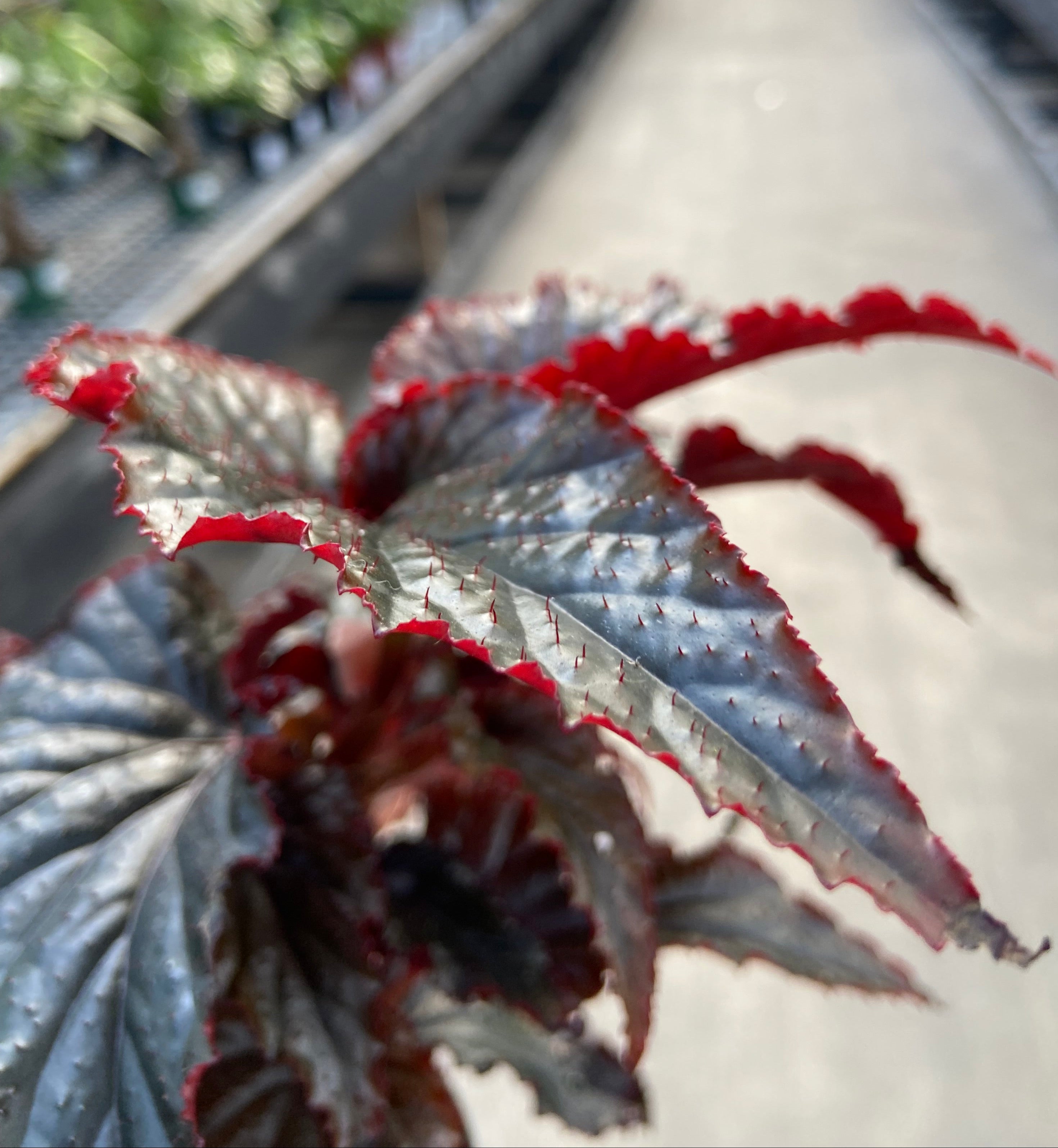 Begonia, Black Magic