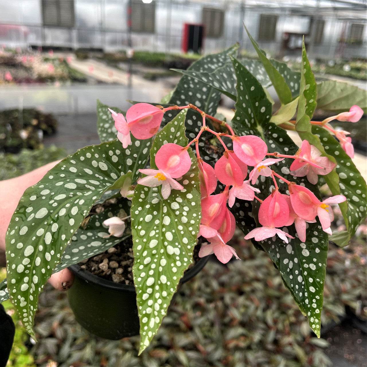 Begonia