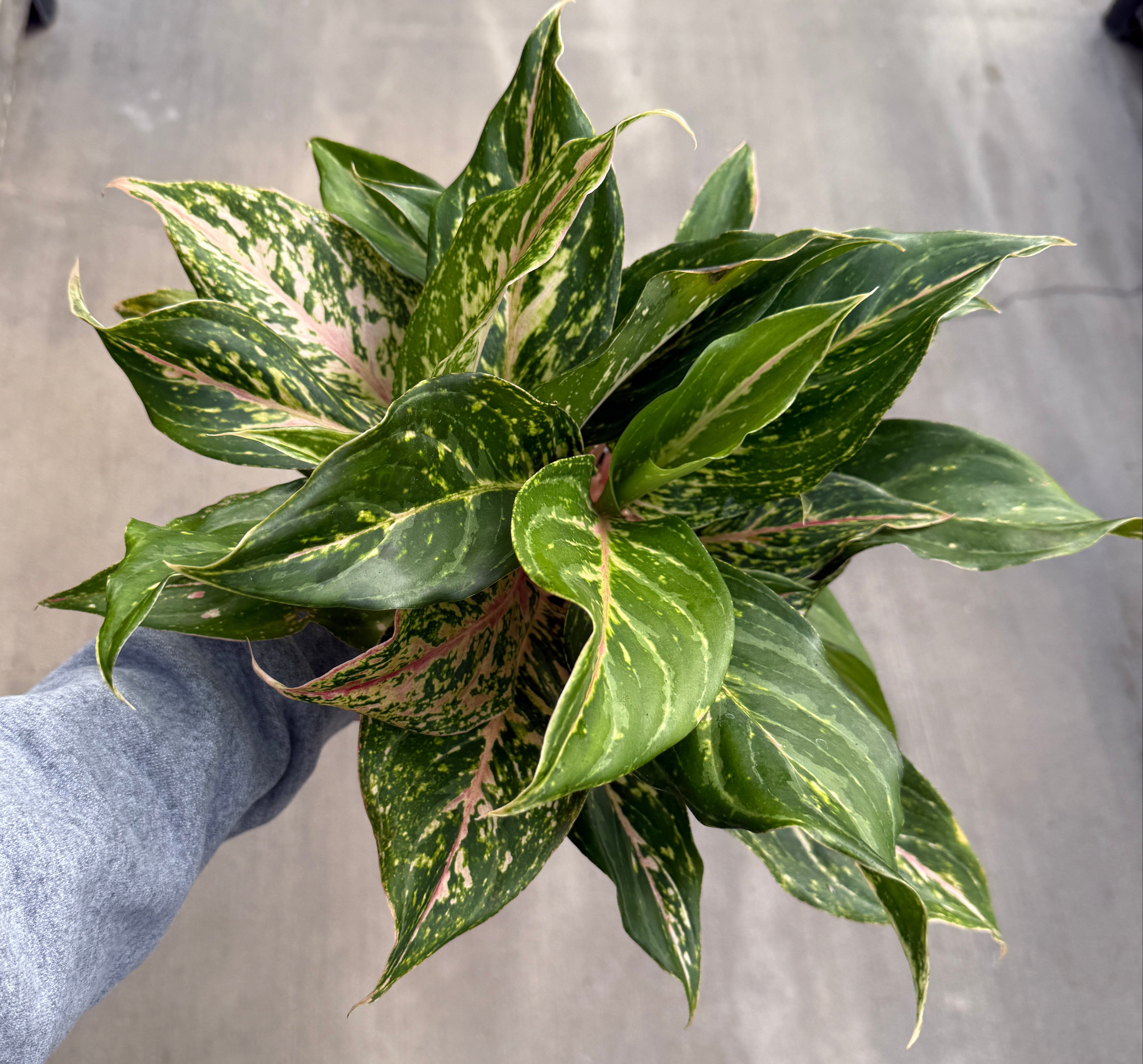 Chinese Evergreen, Butterfly