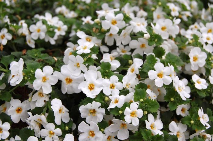 Bacopa