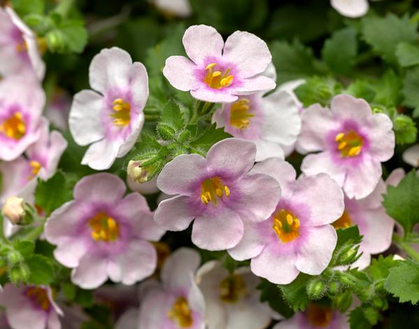 Bacopa