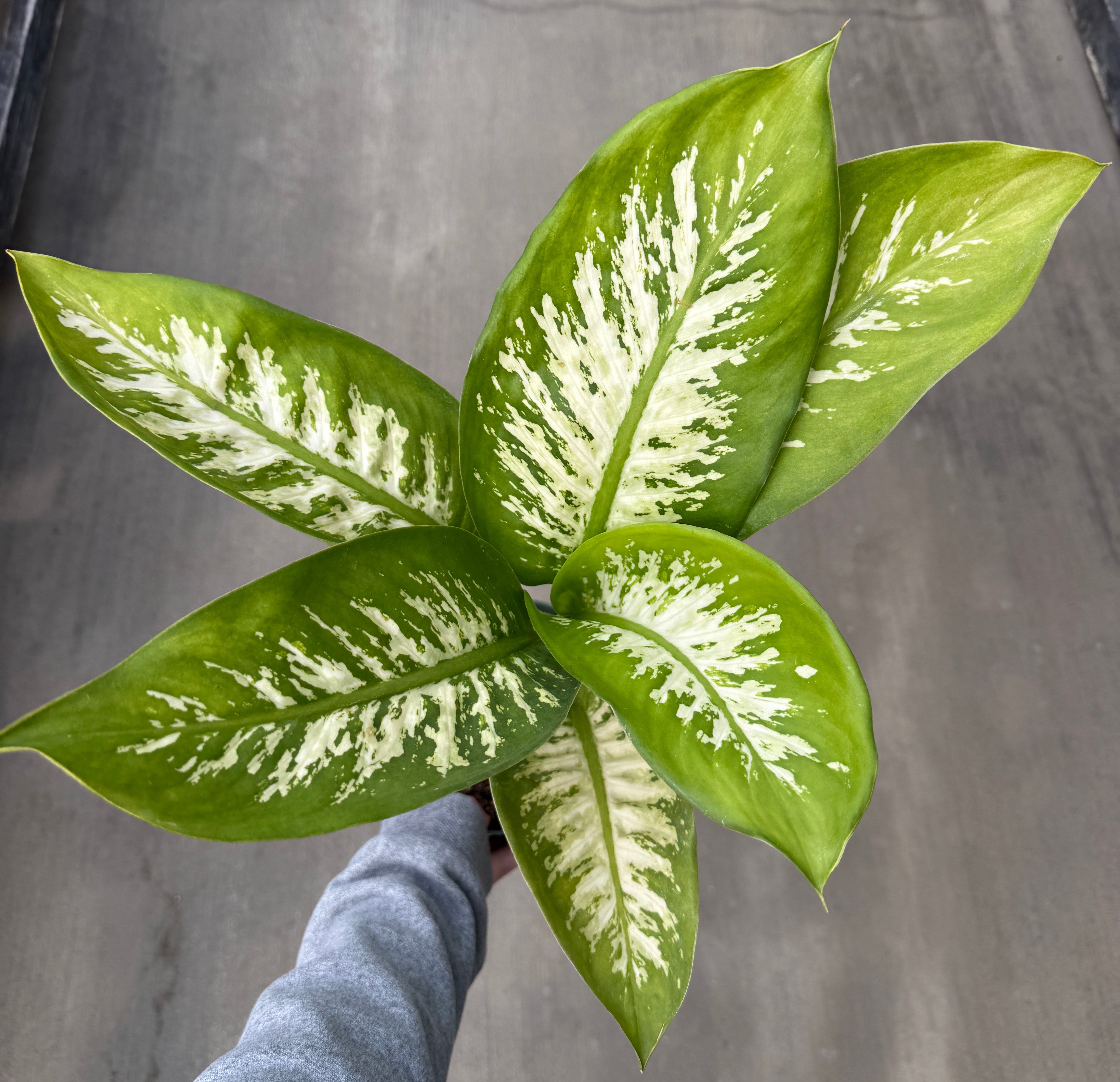 Dieffenbachia, Tropic Snow