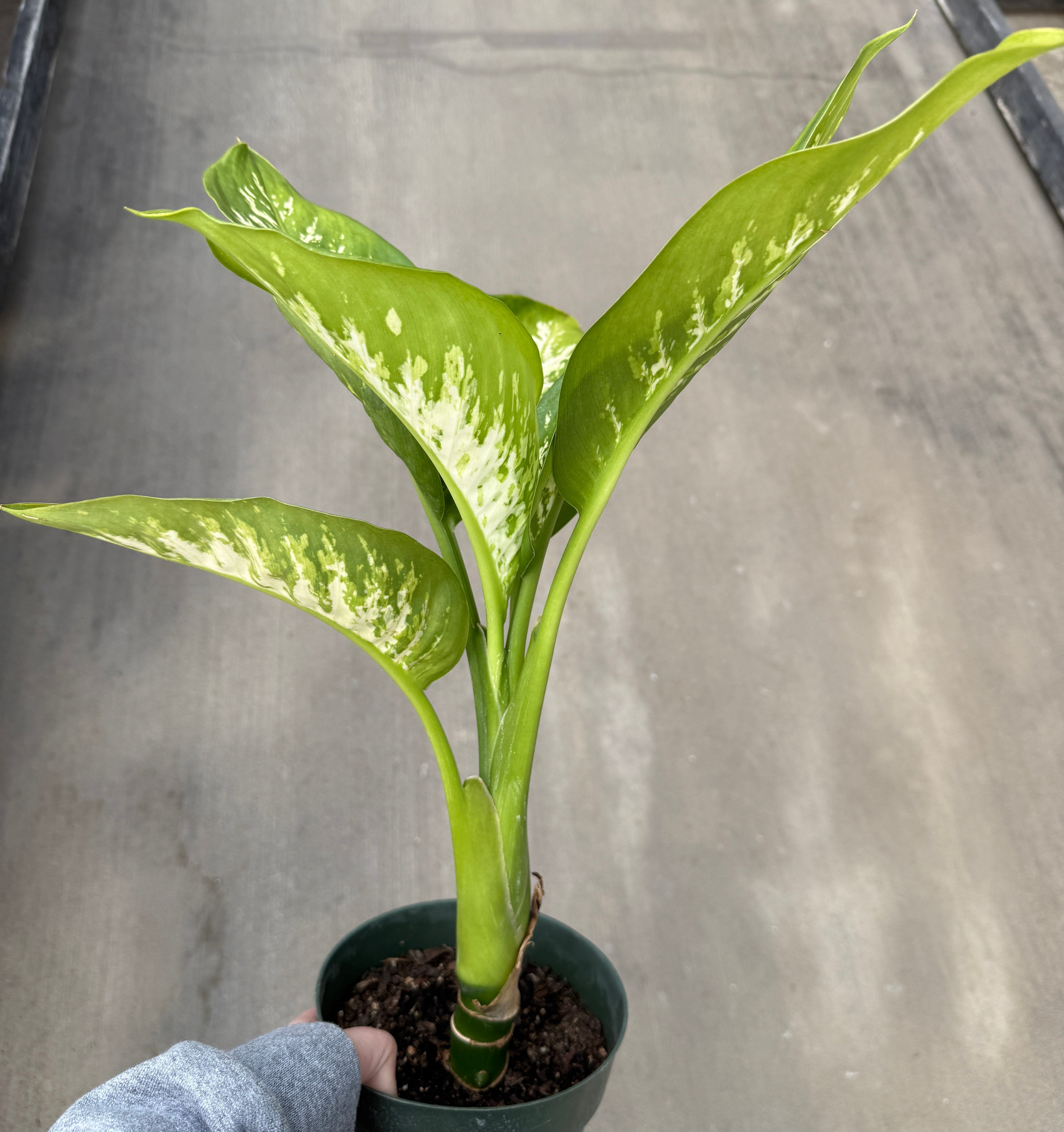 Dieffenbachia, Tropic Snow