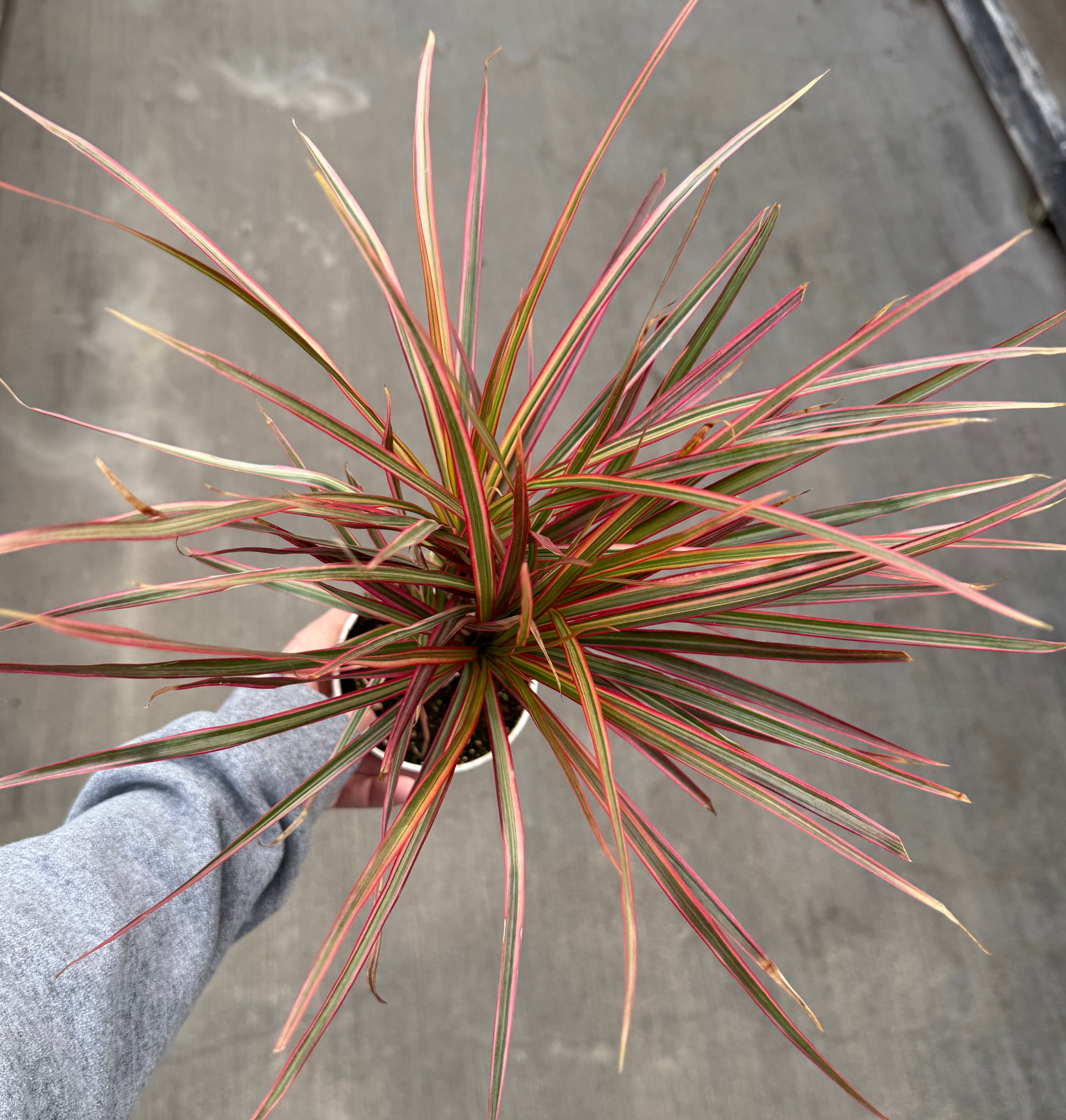 Dracaena, Marginata Colorama