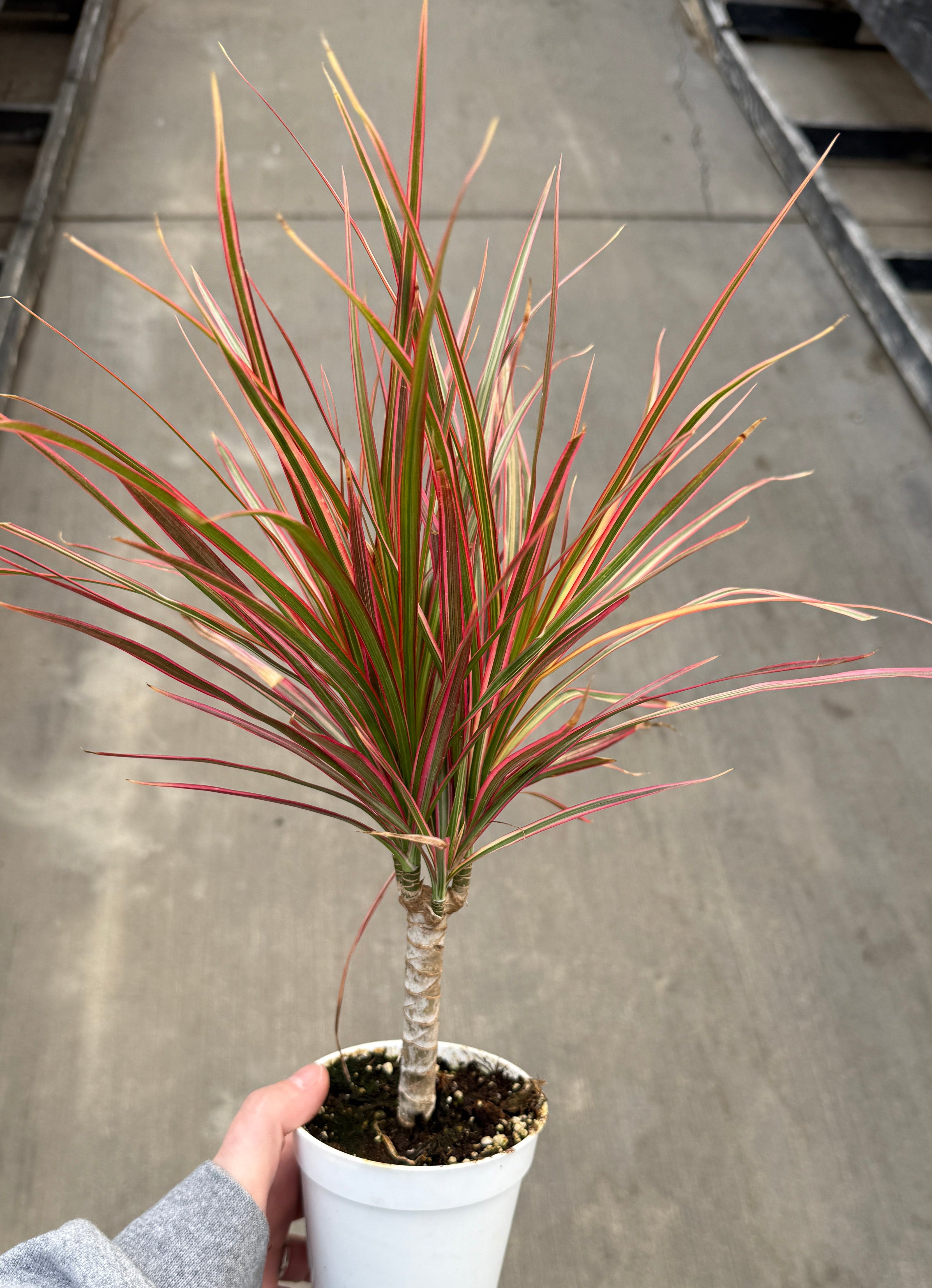 Dracaena, Marginata Colorama